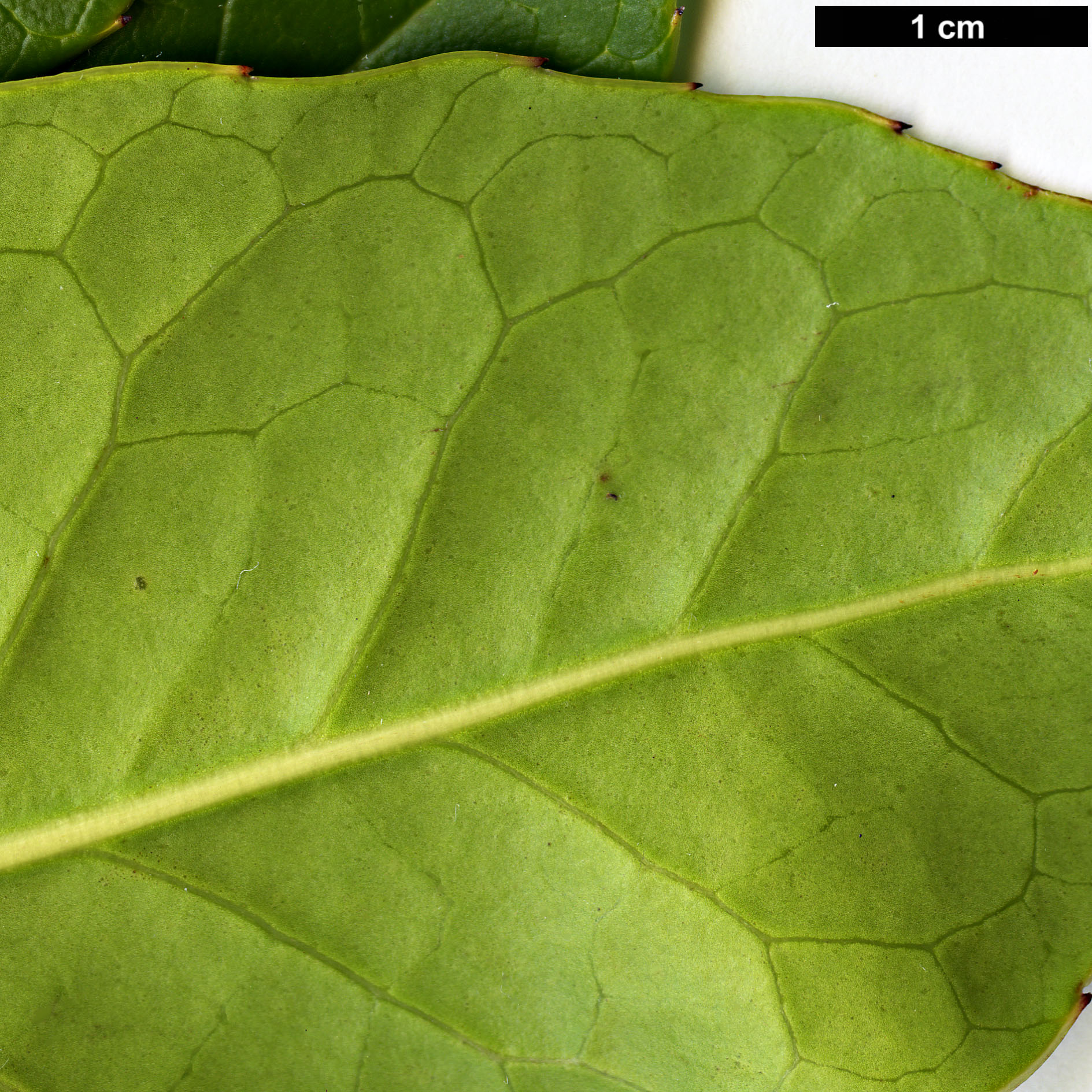 High resolution image: Family: Aquifoliaceae - Genus: Ilex - Taxon: kingiana