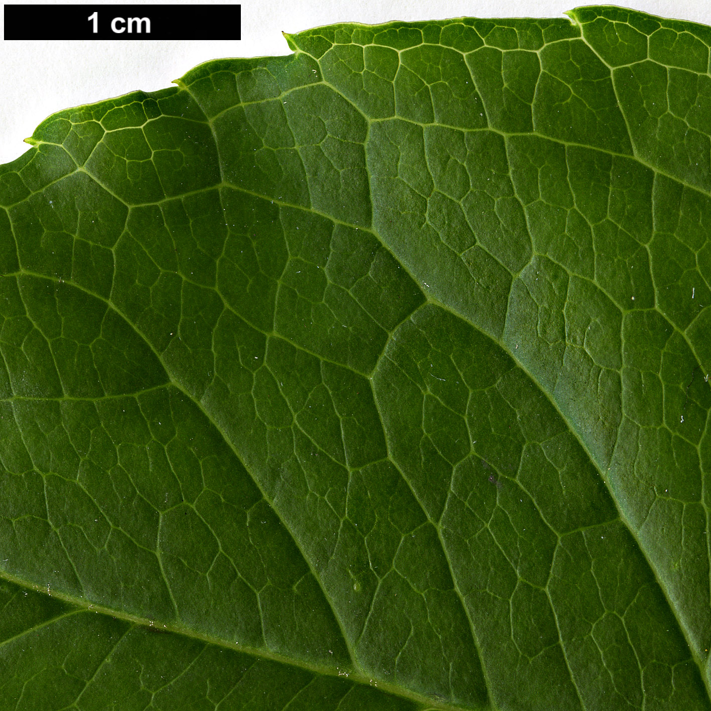 High resolution image: Family: Aquifoliaceae - Genus: Ilex - Taxon: kusanoi