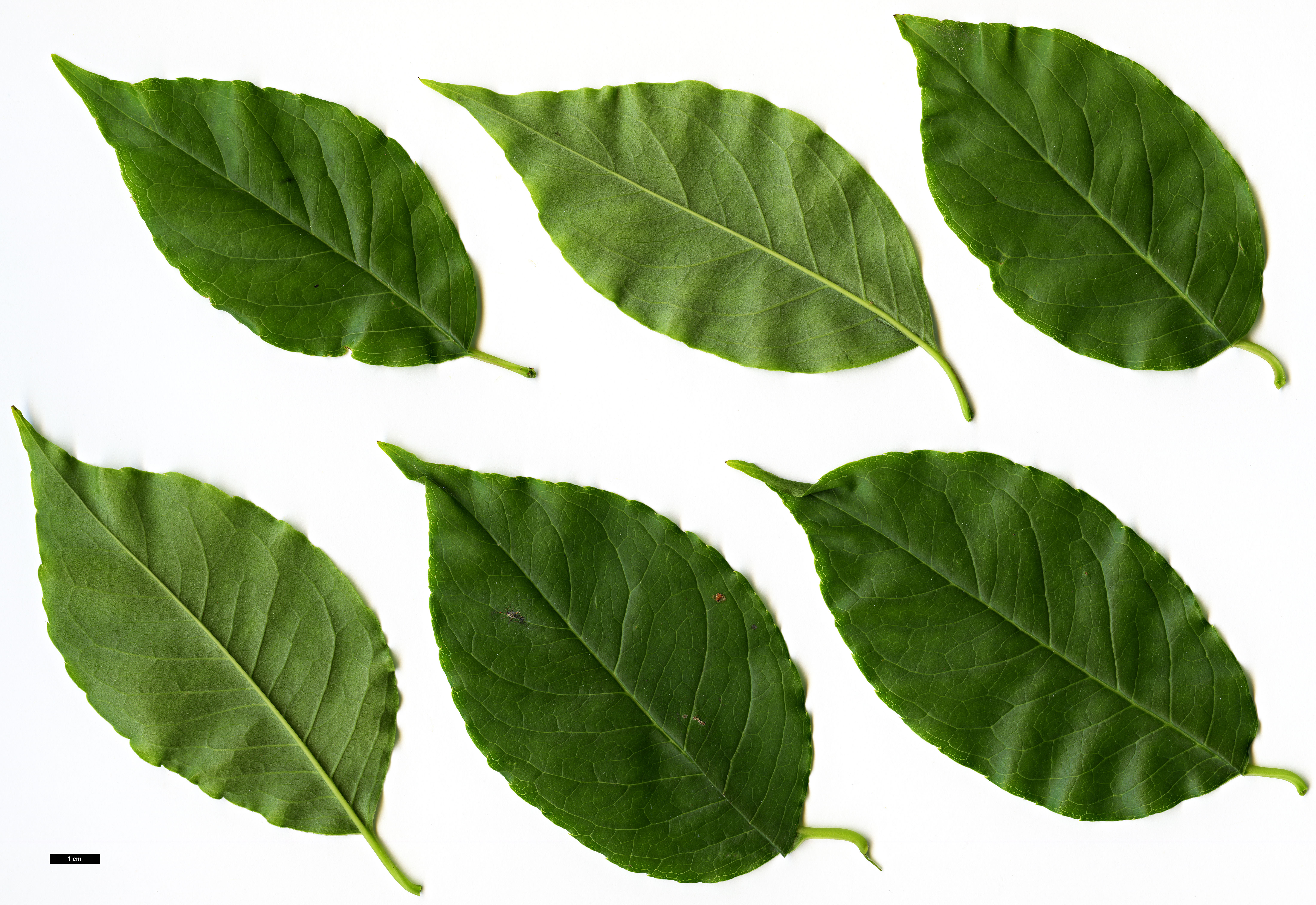 High resolution image: Family: Aquifoliaceae - Genus: Ilex - Taxon: kusanoi