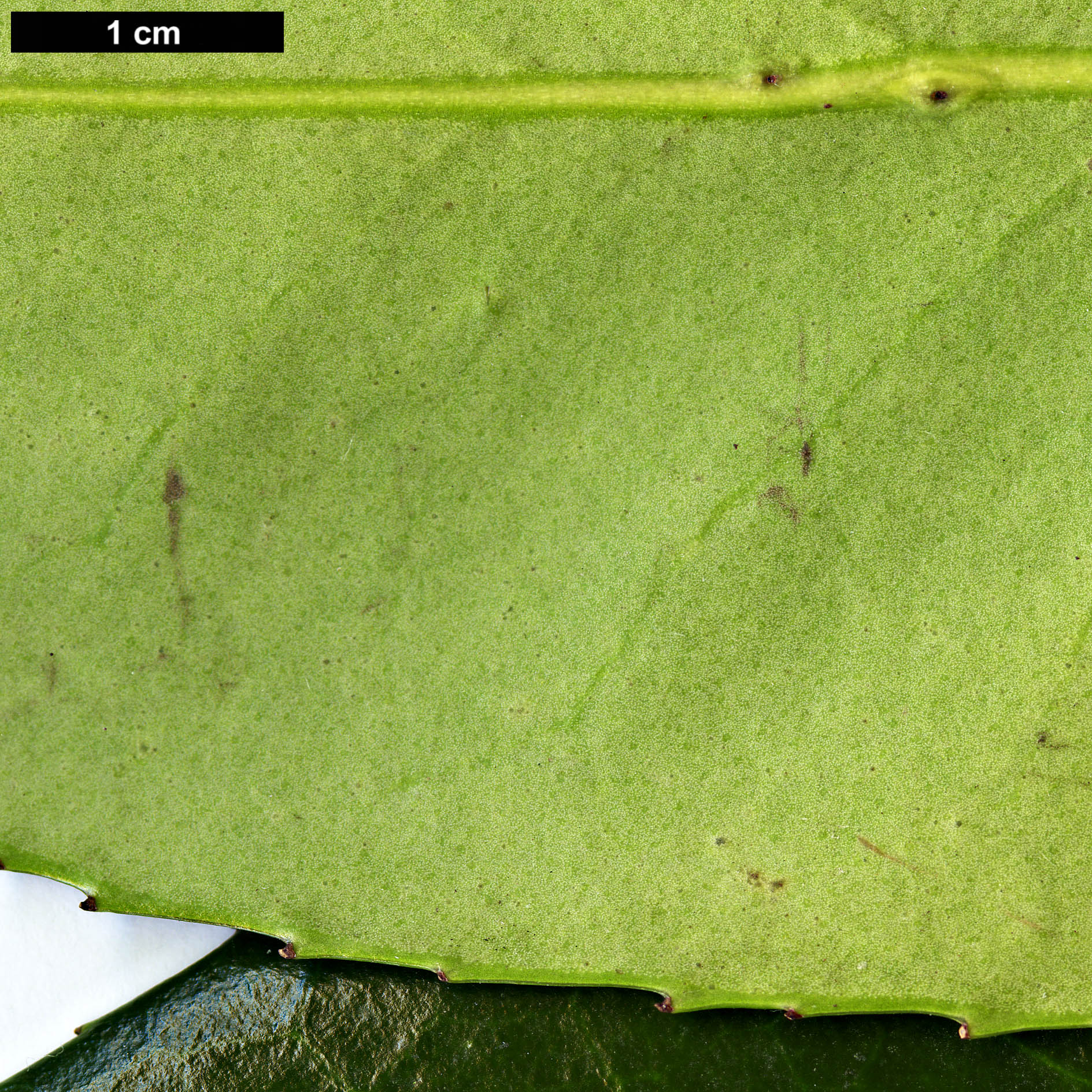 High resolution image: Family: Aquifoliaceae - Genus: Ilex - Taxon: latifolia