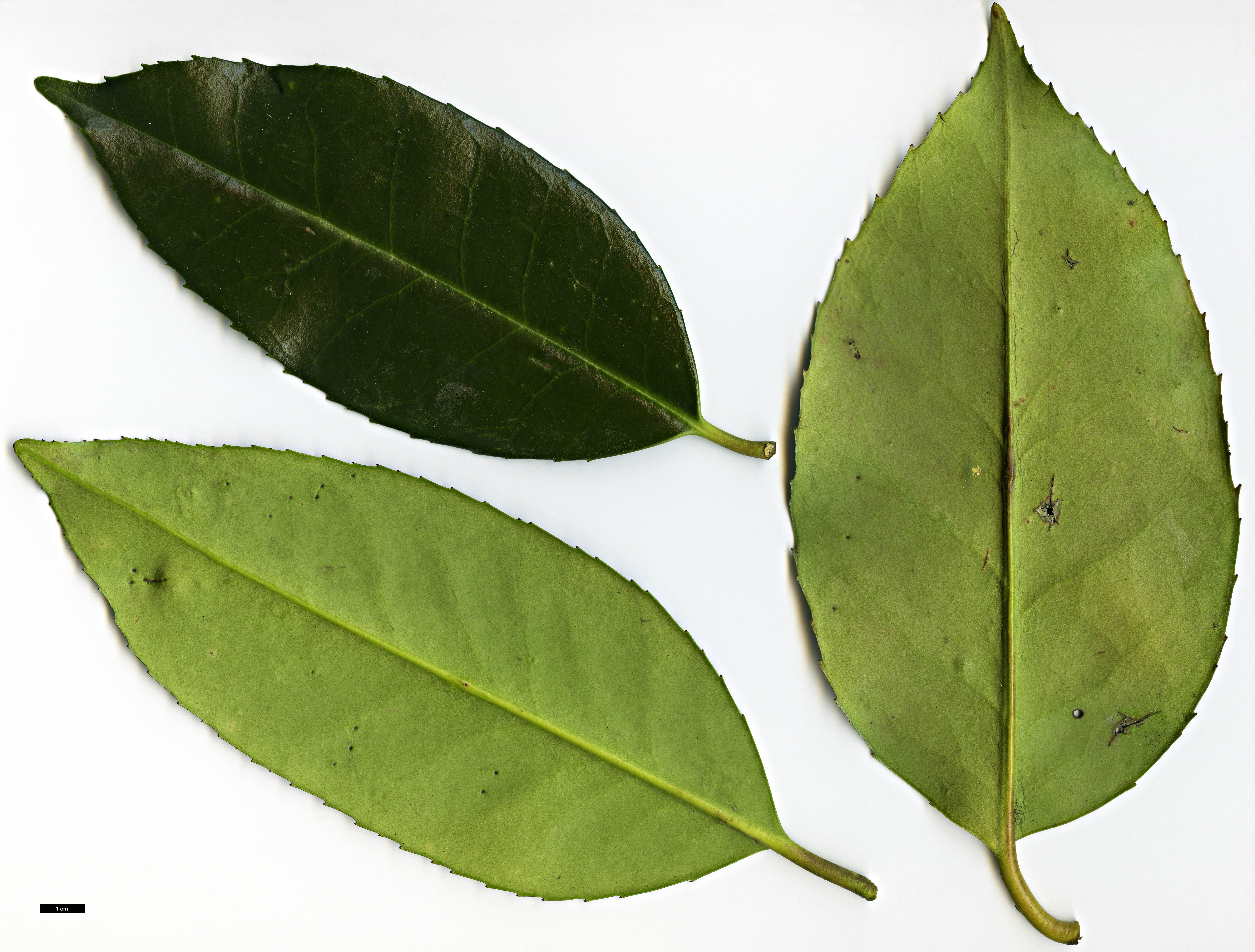 High resolution image: Family: Aquifoliaceae - Genus: Ilex - Taxon: latifolia
