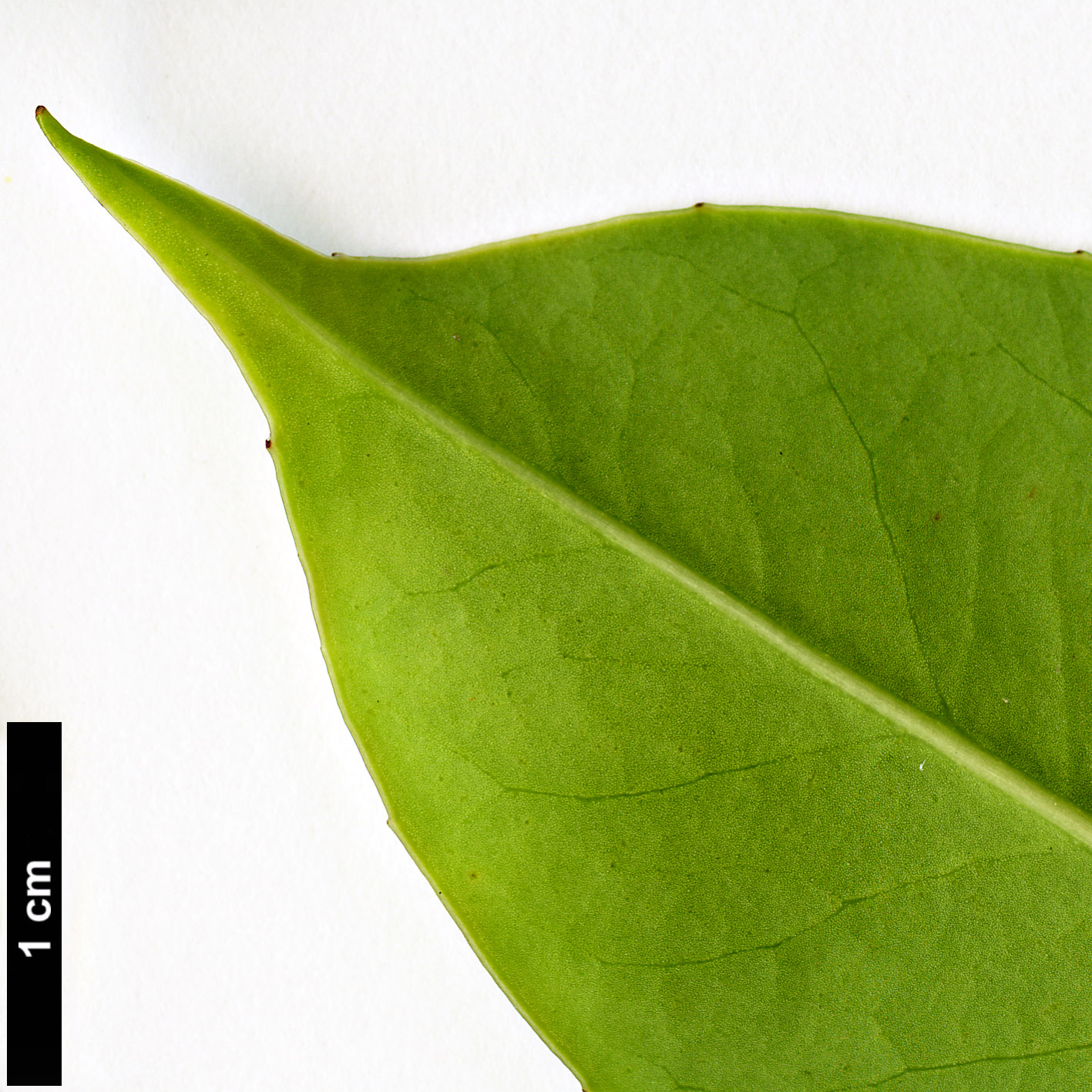 High resolution image: Family: Aquifoliaceae - Genus: Ilex - Taxon: linii