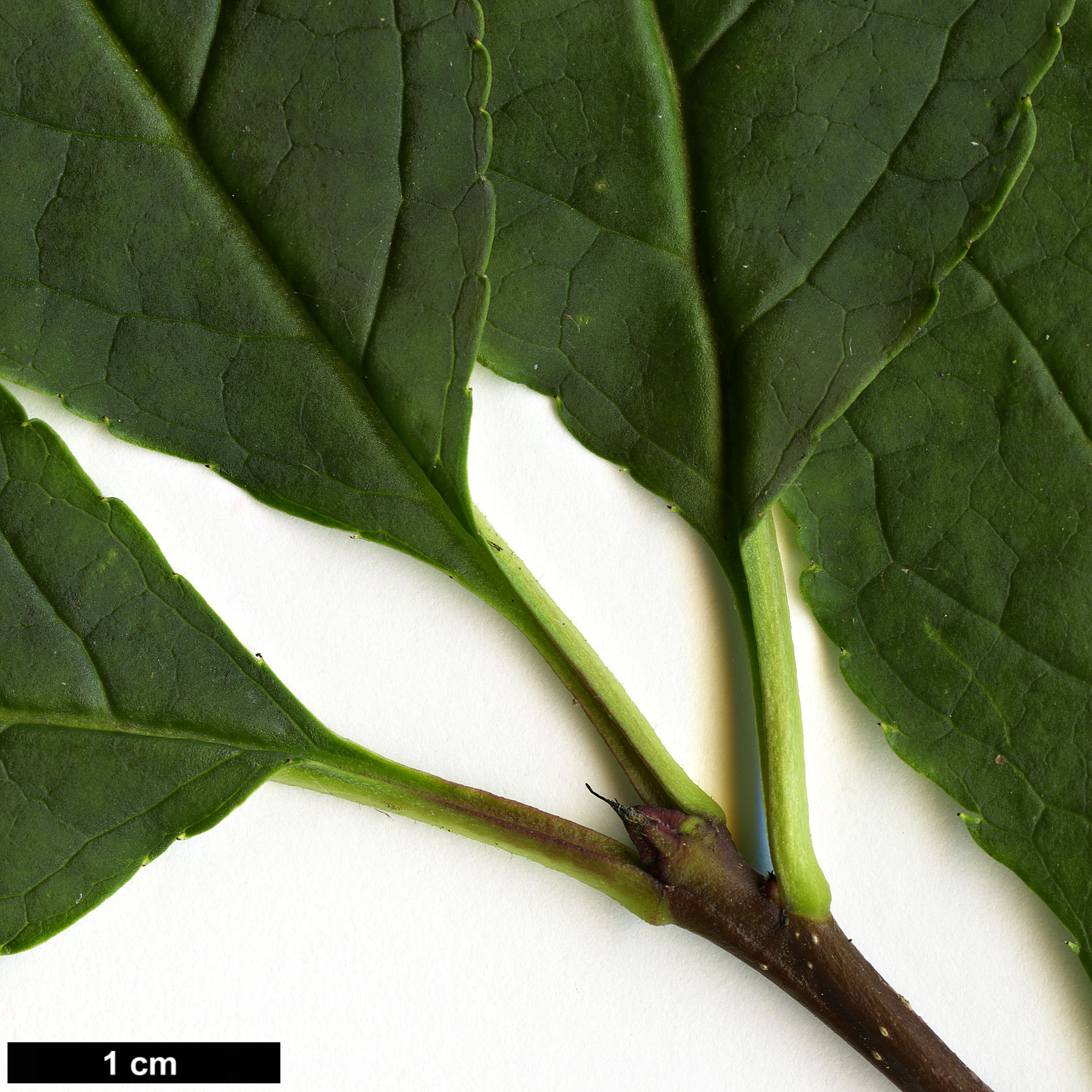 High resolution image: Family: Aquifoliaceae - Genus: Ilex - Taxon: longipes