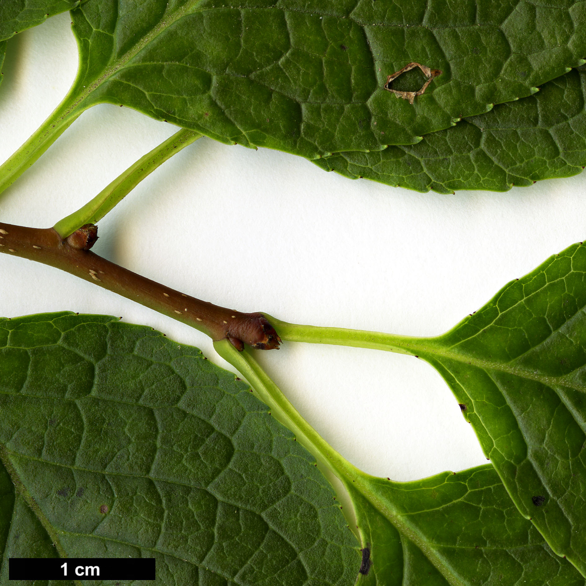 High resolution image: Family: Aquifoliaceae - Genus: Ilex - Taxon: macropoda