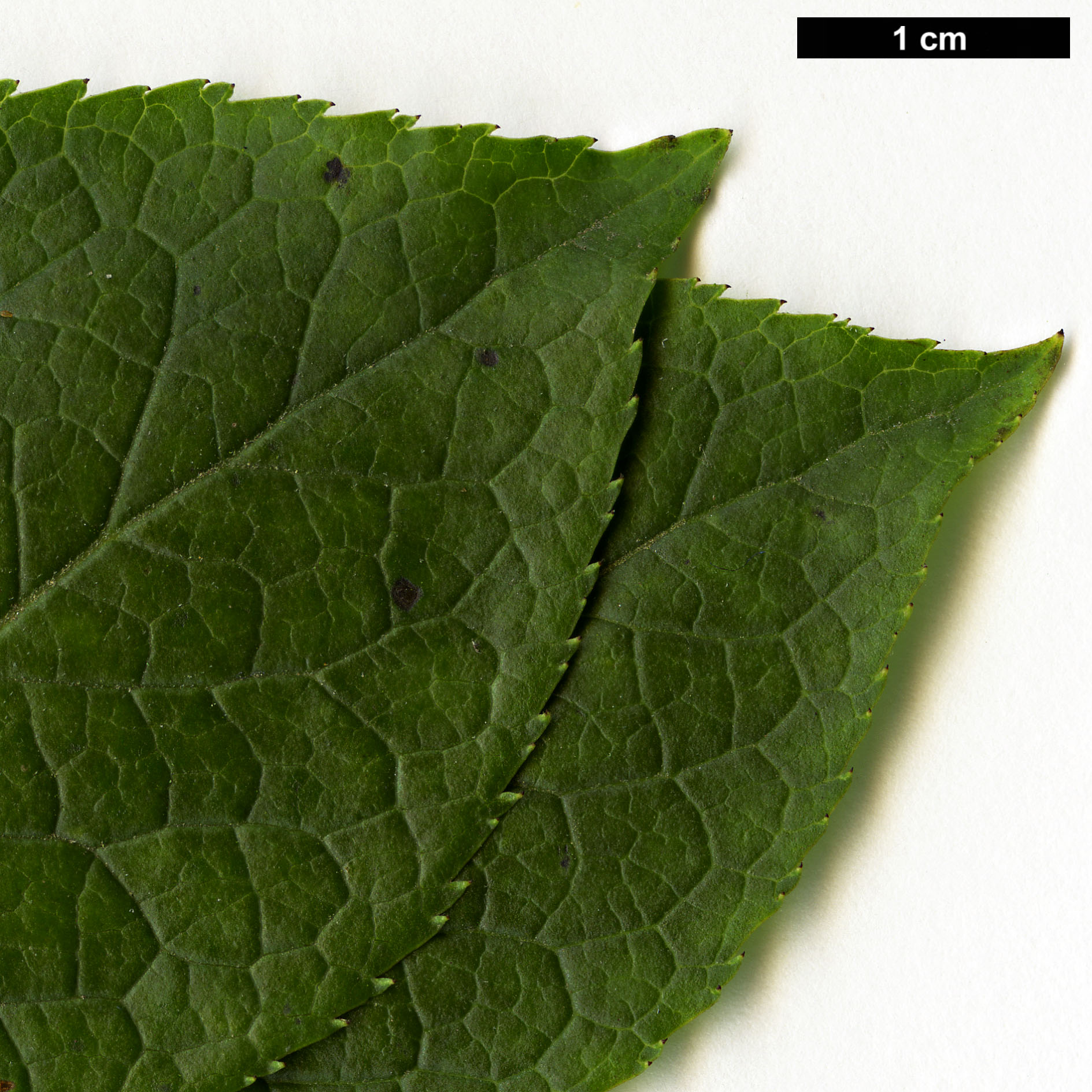High resolution image: Family: Aquifoliaceae - Genus: Ilex - Taxon: macropoda