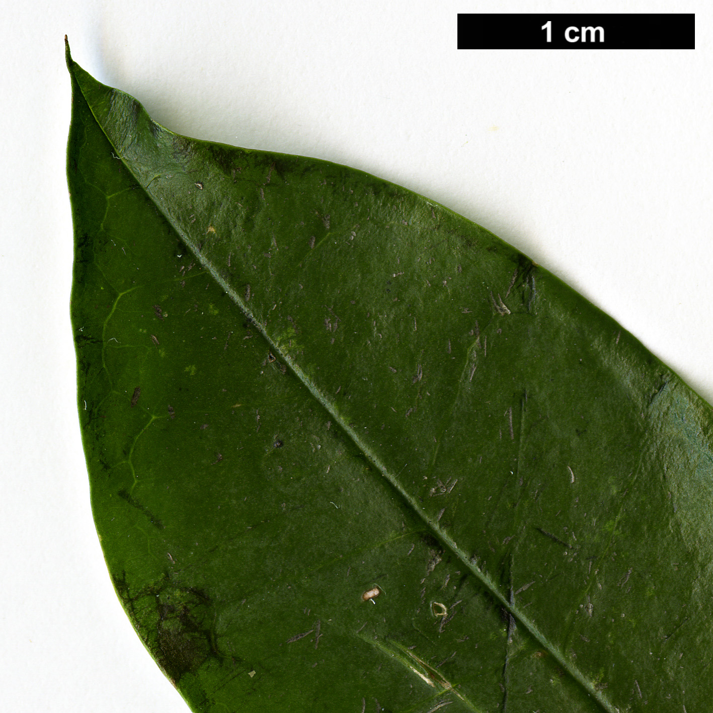 High resolution image: Family: Aquifoliaceae - Genus: Ilex - Taxon: mitis