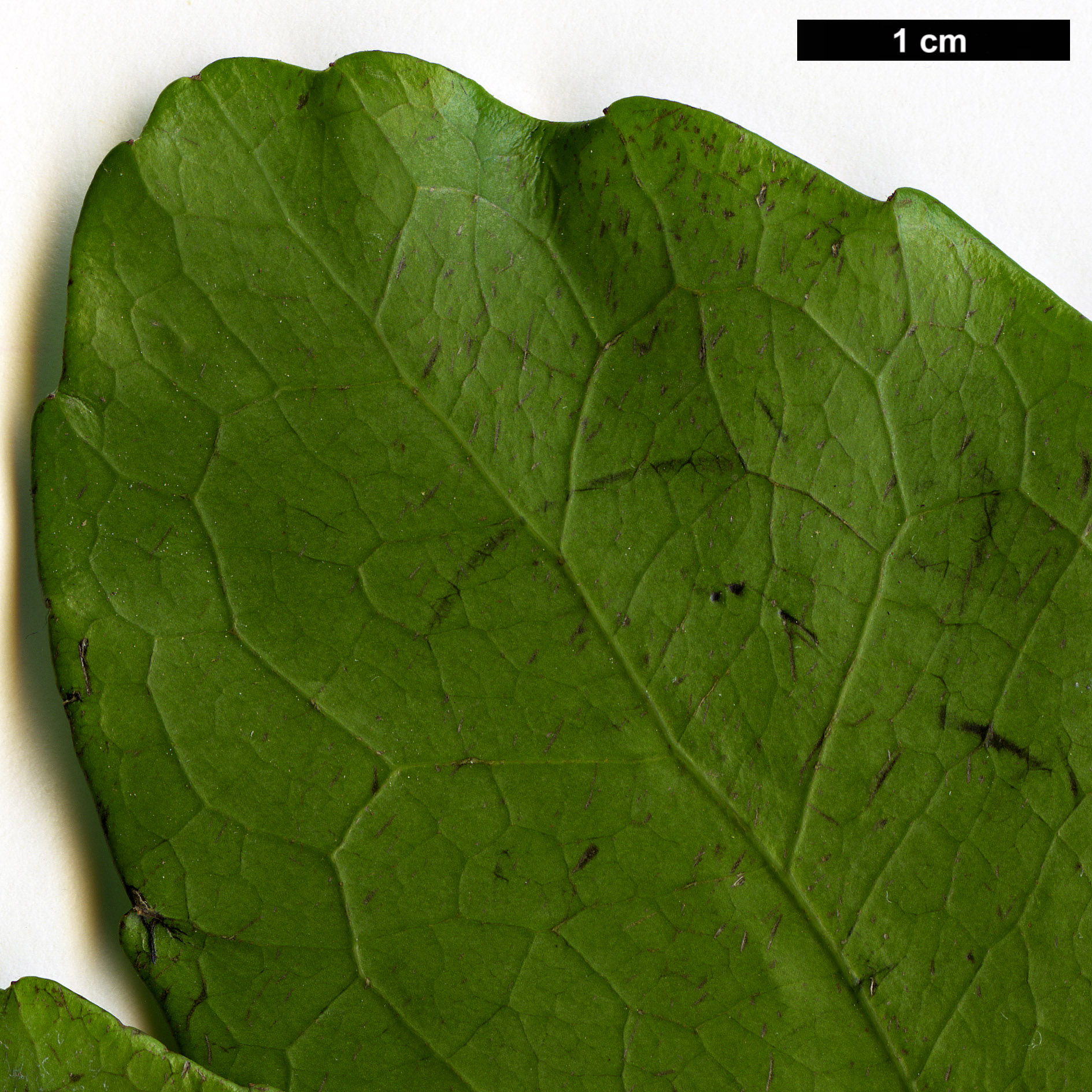 High resolution image: Family: Aquifoliaceae - Genus: Ilex - Taxon: paraguariensis