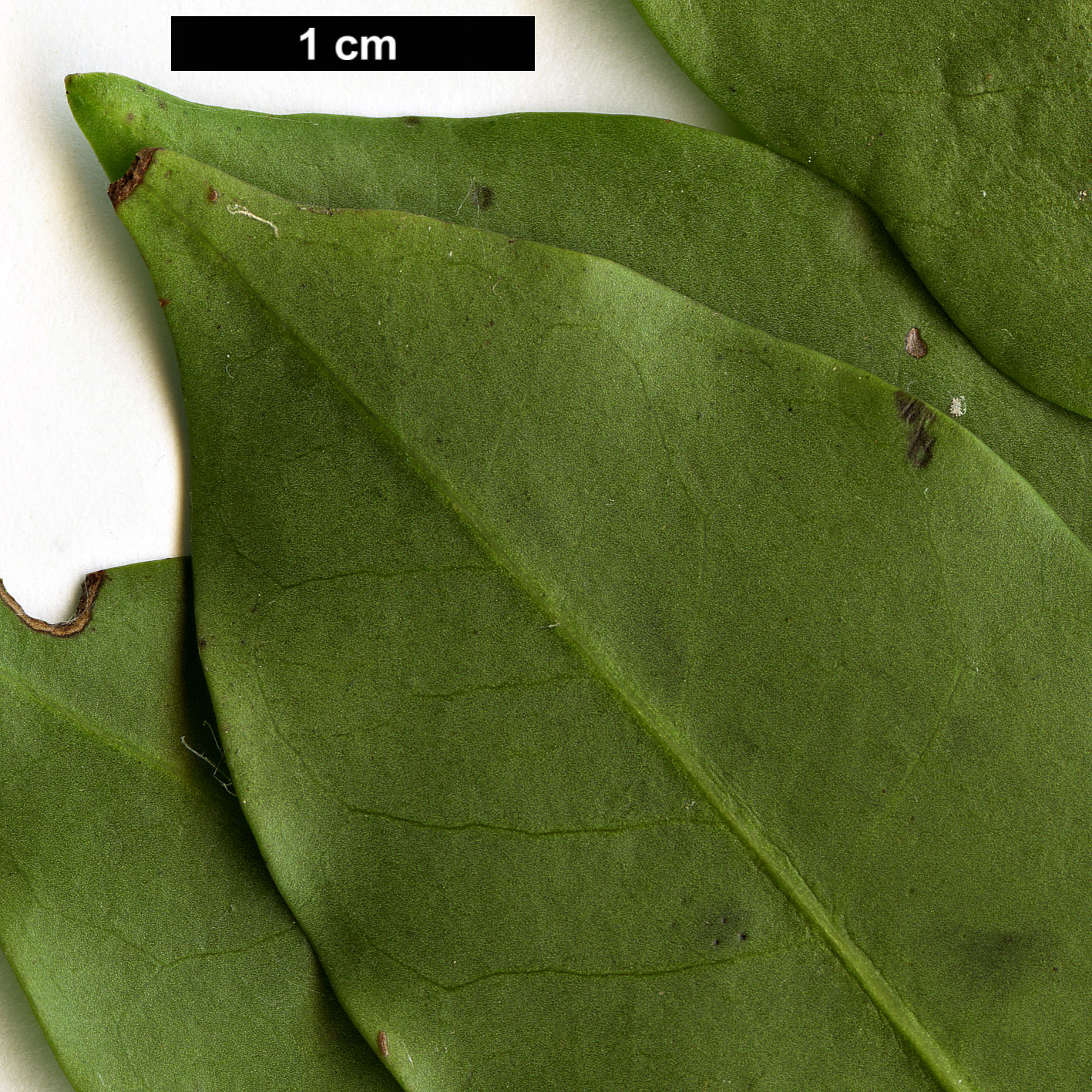 High resolution image: Family: Aquifoliaceae - Genus: Ilex - Taxon: pedunculosa