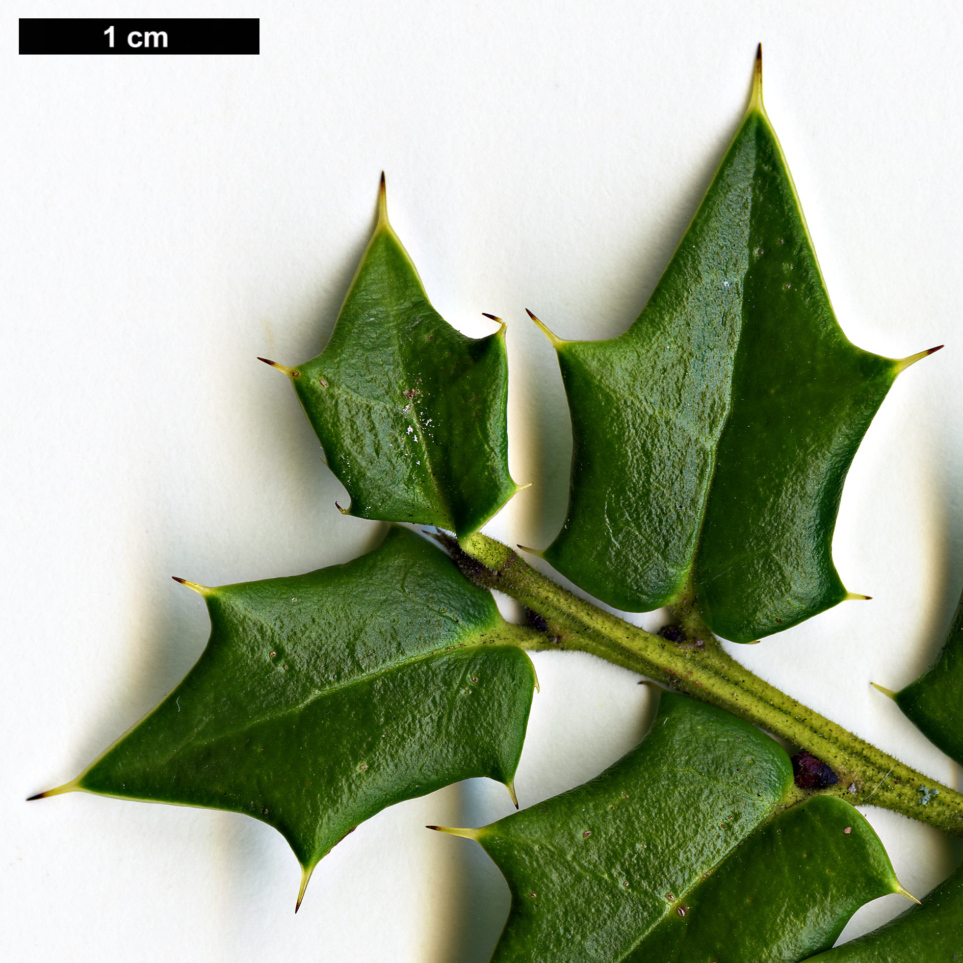 High resolution image: Family: Aquifoliaceae - Genus: Ilex - Taxon: pernyi
