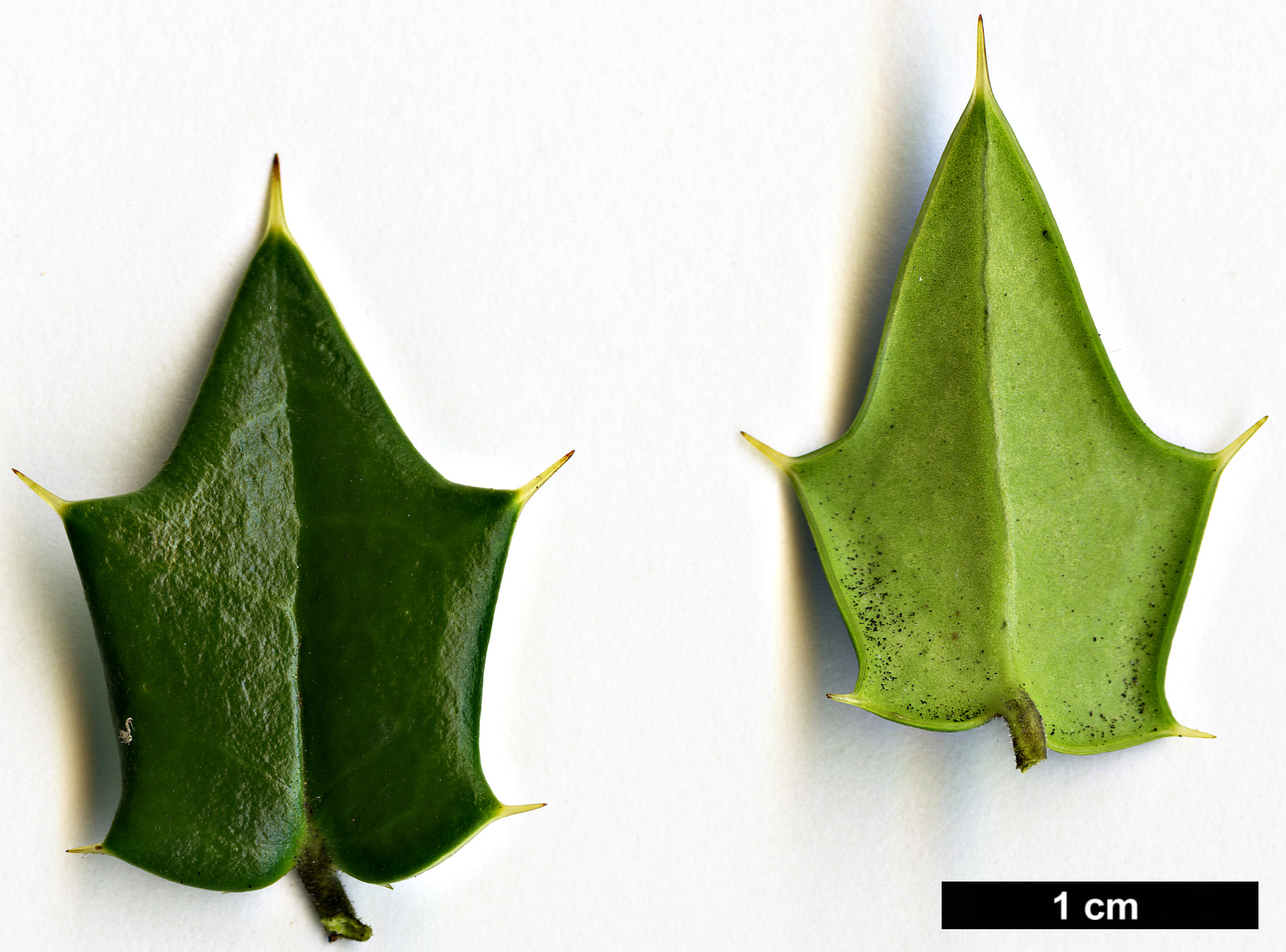 High resolution image: Family: Aquifoliaceae - Genus: Ilex - Taxon: pernyi