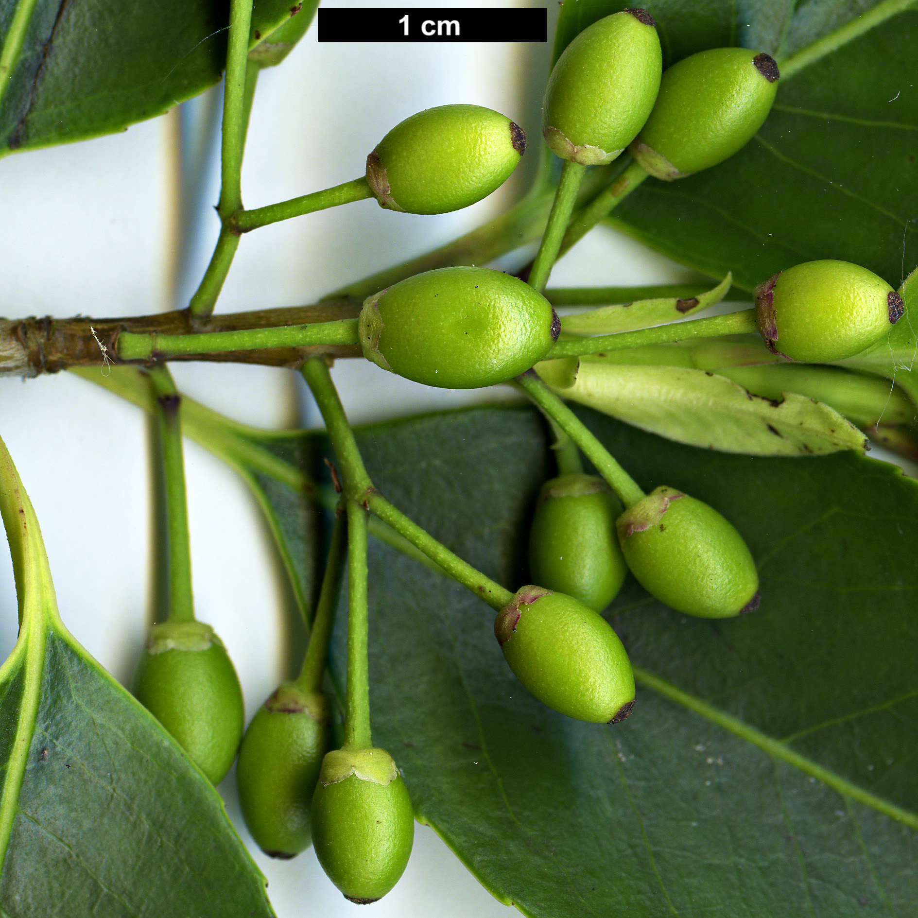 High resolution image: Family: Aquifoliaceae - Genus: Ilex - Taxon: purpurea