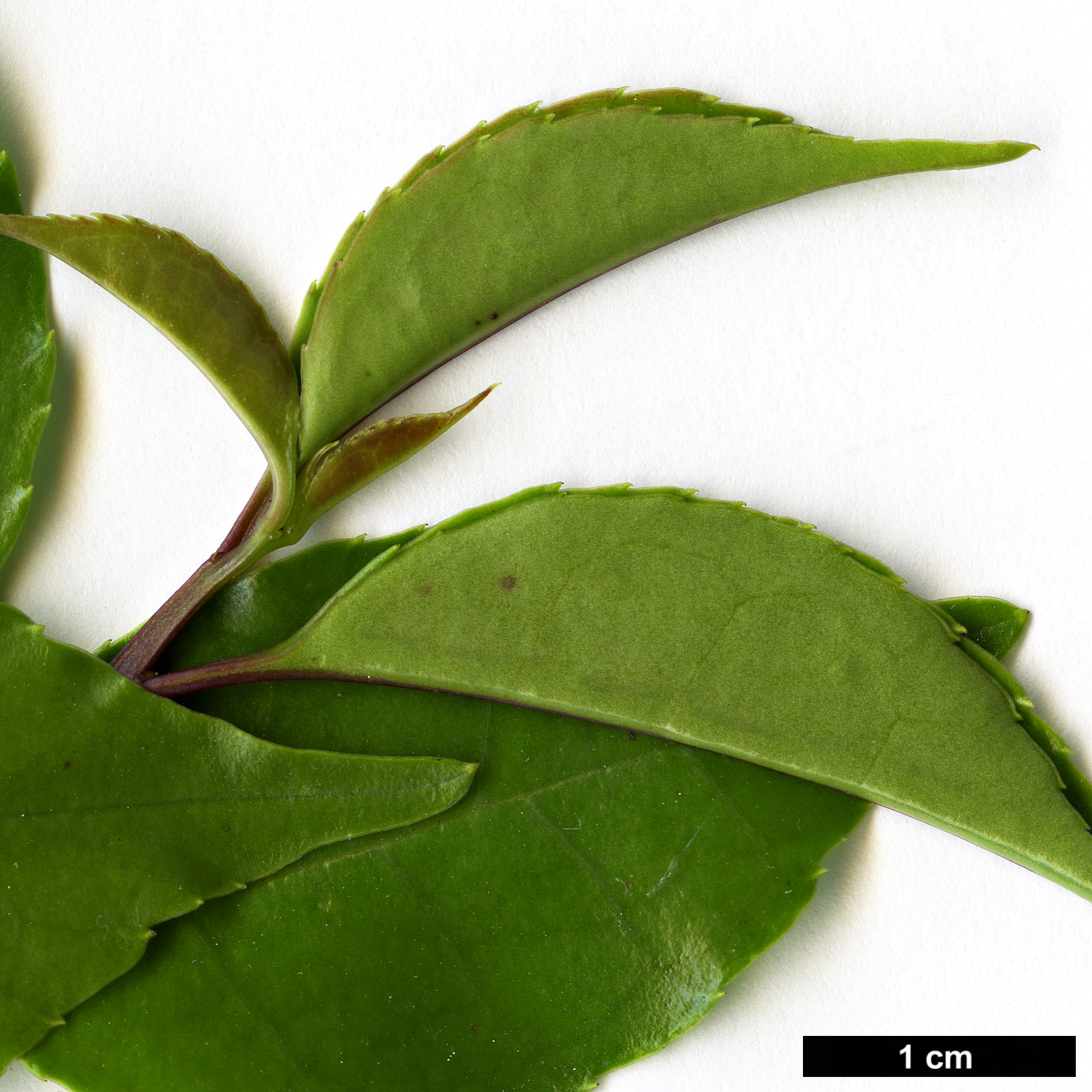 High resolution image: Family: Aquifoliaceae - Genus: Ilex - Taxon: rotunda