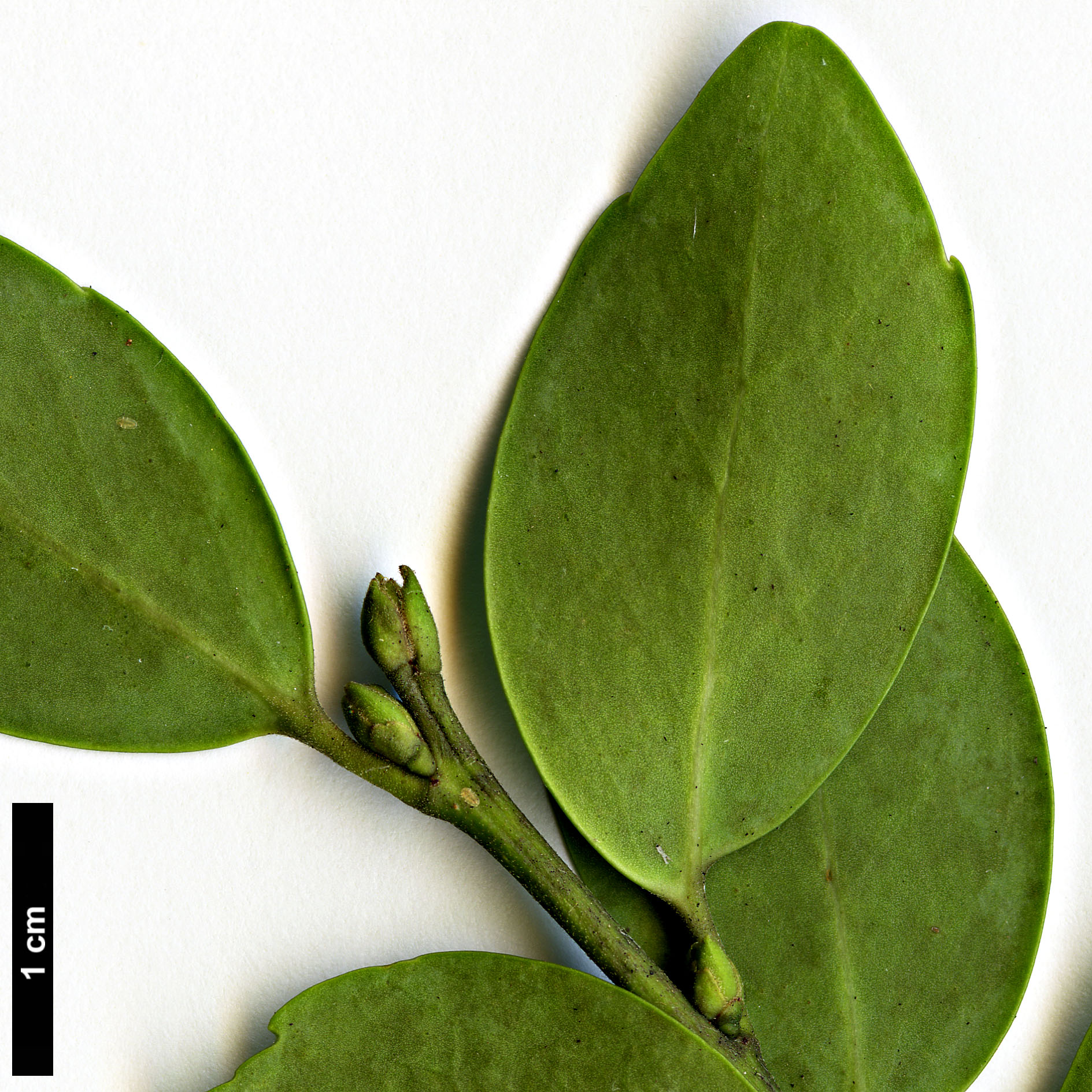 High resolution image: Family: Aquifoliaceae - Genus: Ilex - Taxon: sugerokii