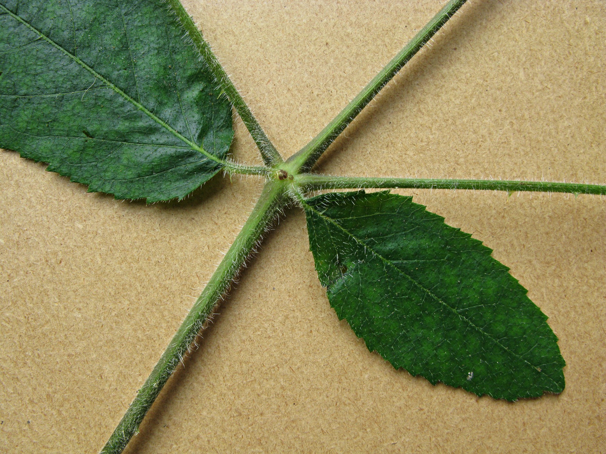 High resolution image: Family: Araliaceae - Genus: Aralia - Taxon: echinocaulis