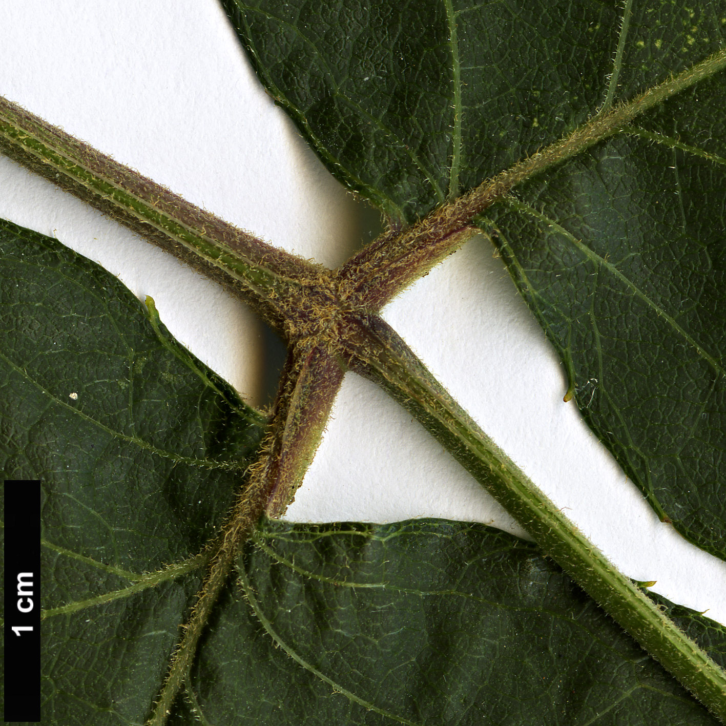 High resolution image: Family: Araliaceae - Genus: Aralia - Taxon: searelliana