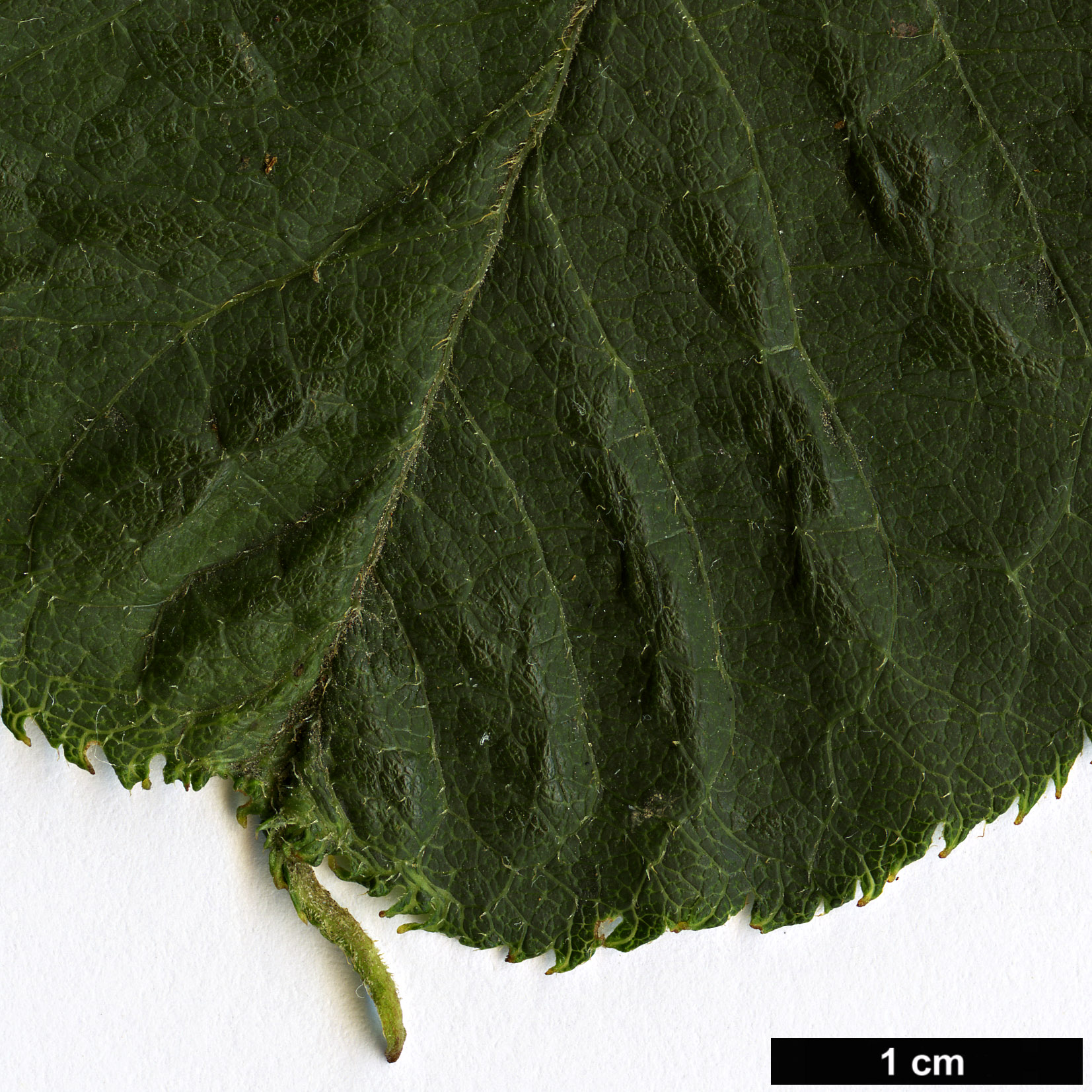 High resolution image: Family: Araliaceae - Genus: Aralia - Taxon: searelliana