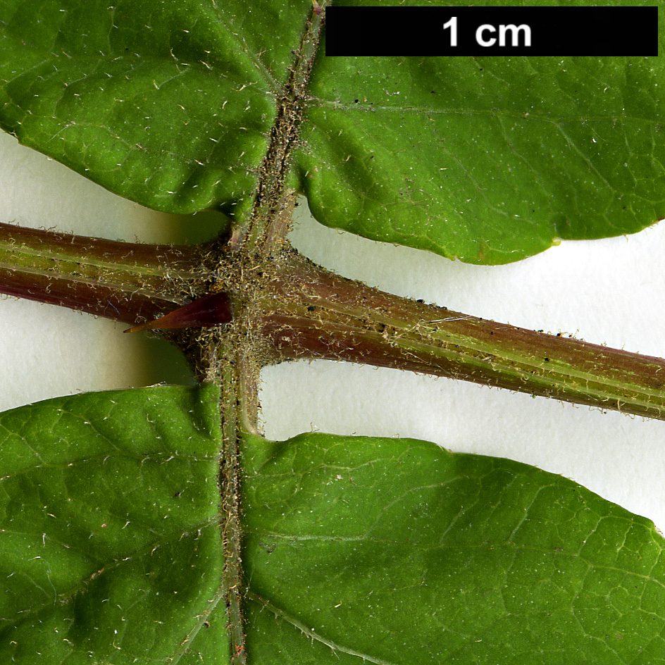 High resolution image: Family: Araliaceae - Genus: Aralia - Taxon: stipulata