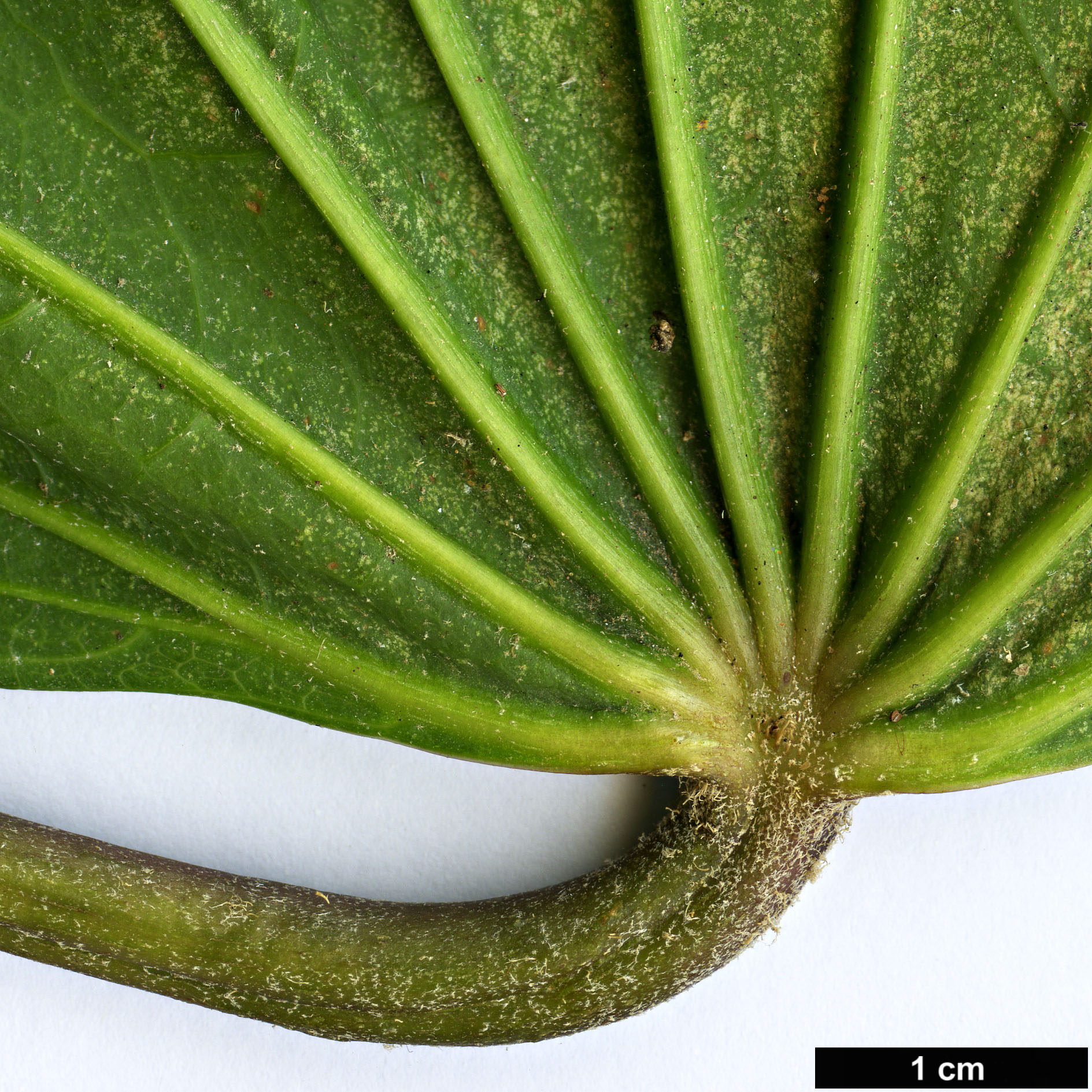 High resolution image: Family: Araliaceae - Genus: Brassaiopsis - Taxon: bodinieri