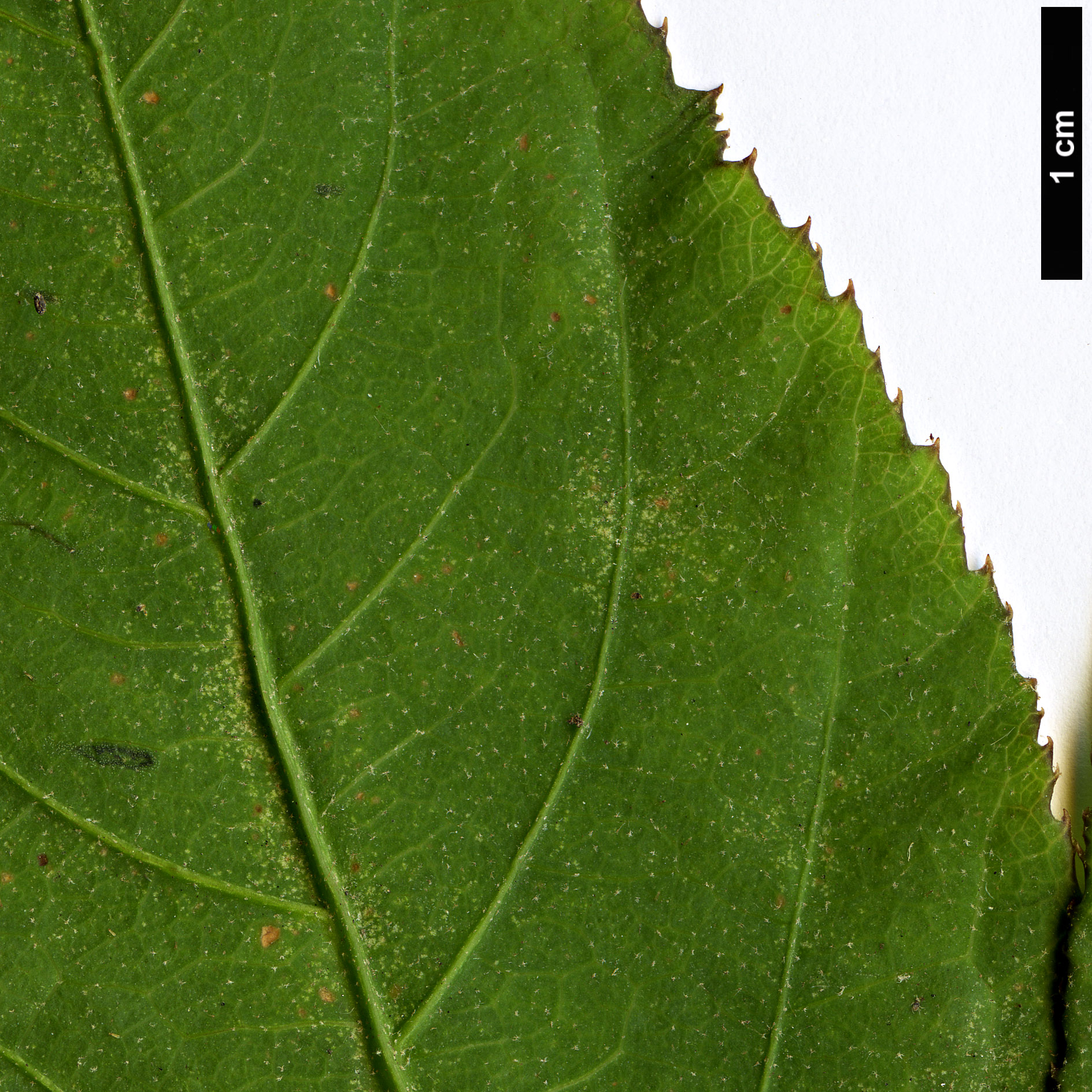 High resolution image: Family: Araliaceae - Genus: Brassaiopsis - Taxon: bodinieri