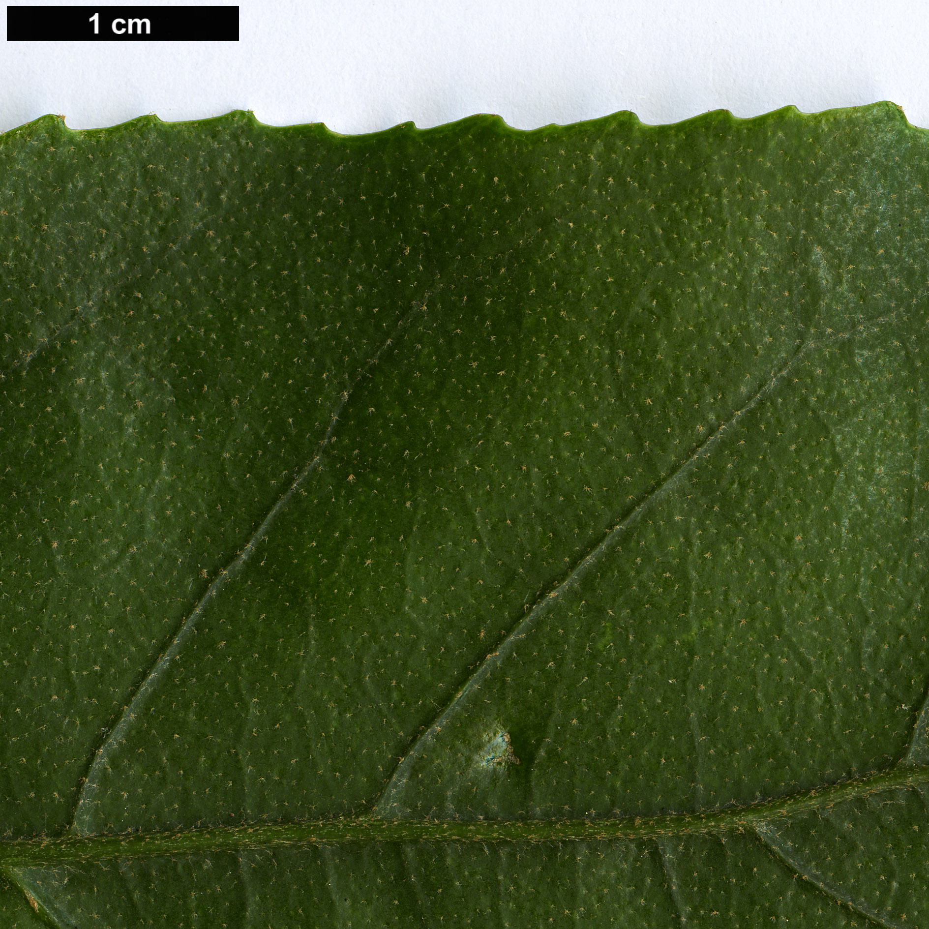 High resolution image: Family: Araliaceae - Genus: Brassaiopsis - Taxon: grushvitzkyi