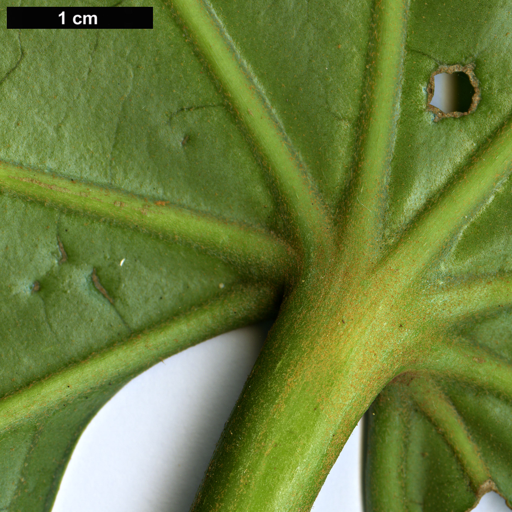 High resolution image: Family: Araliaceae - Genus: Brassaiopsis - Taxon: grushvitzkyi