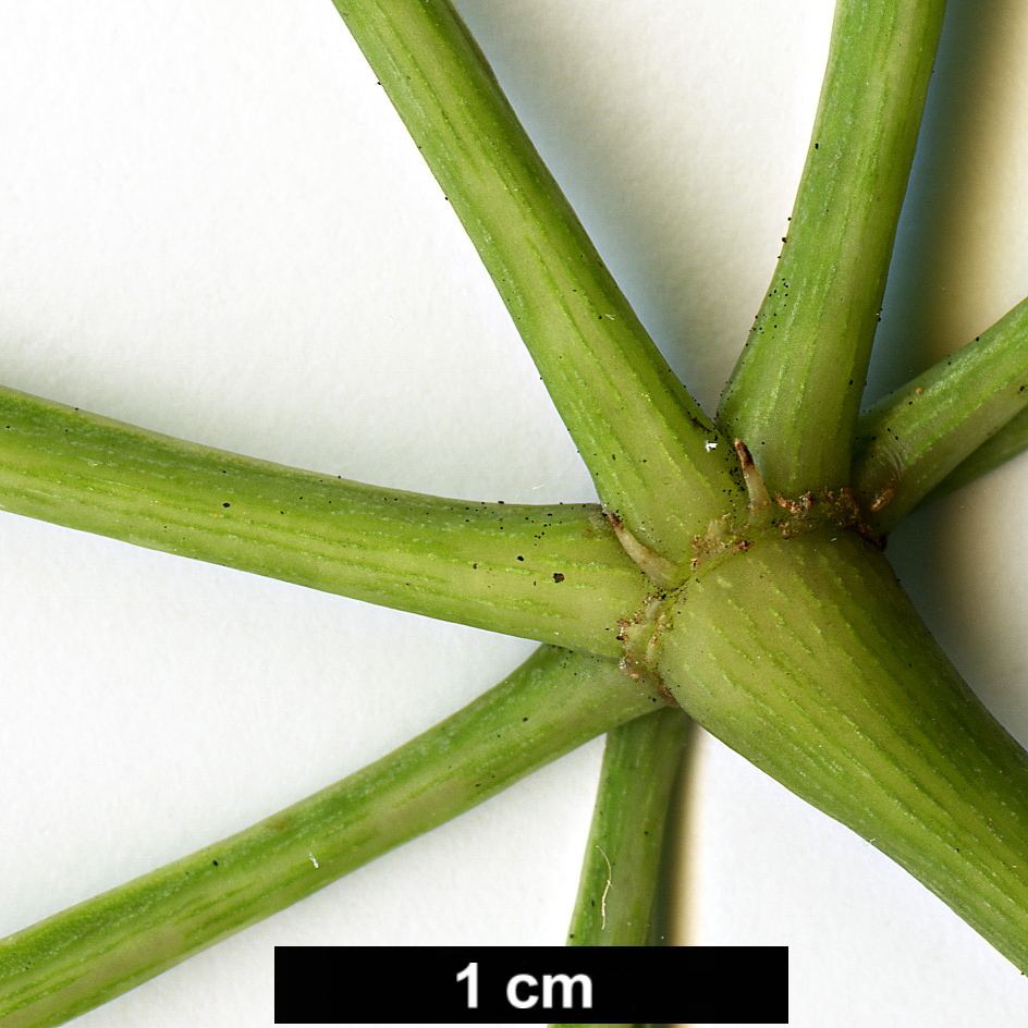 High resolution image: Family: Araliaceae - Genus: Cussonia - Taxon: transvaalensis