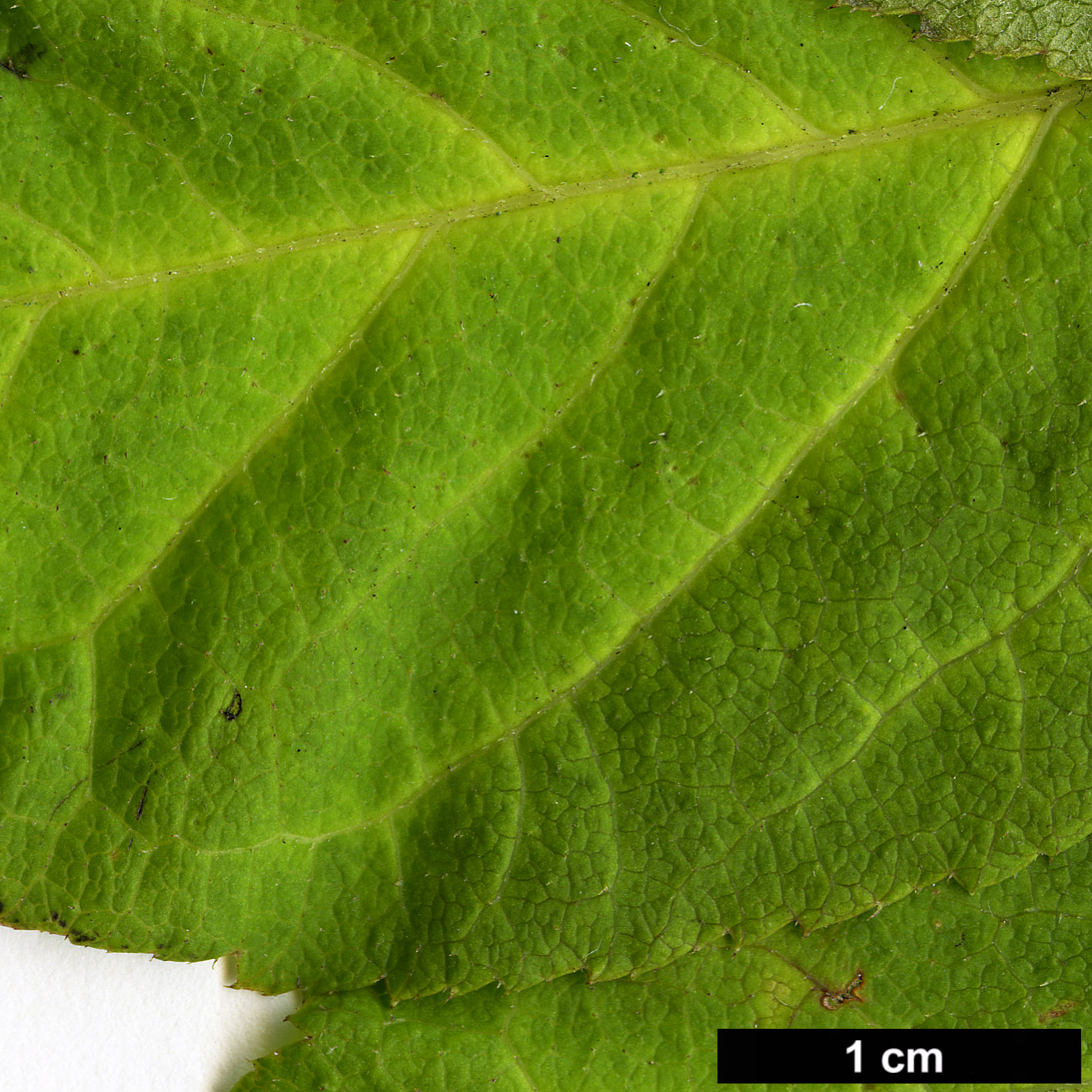 High resolution image: Family: Araliaceae - Genus: Eleutherococcus - Taxon: divaricatus