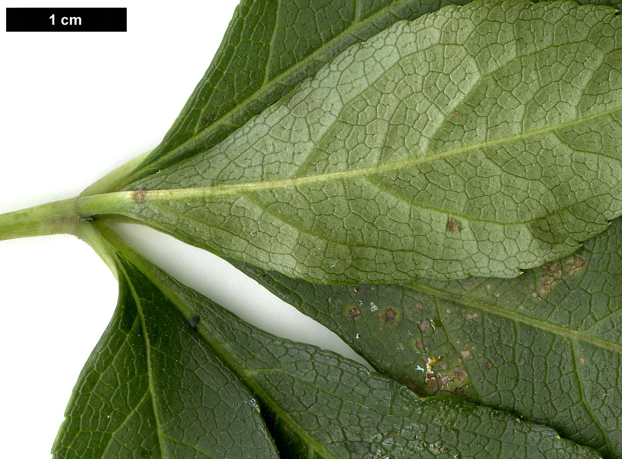 High resolution image: Family: Araliaceae - Genus: Eleutherococcus - Taxon: henryi
