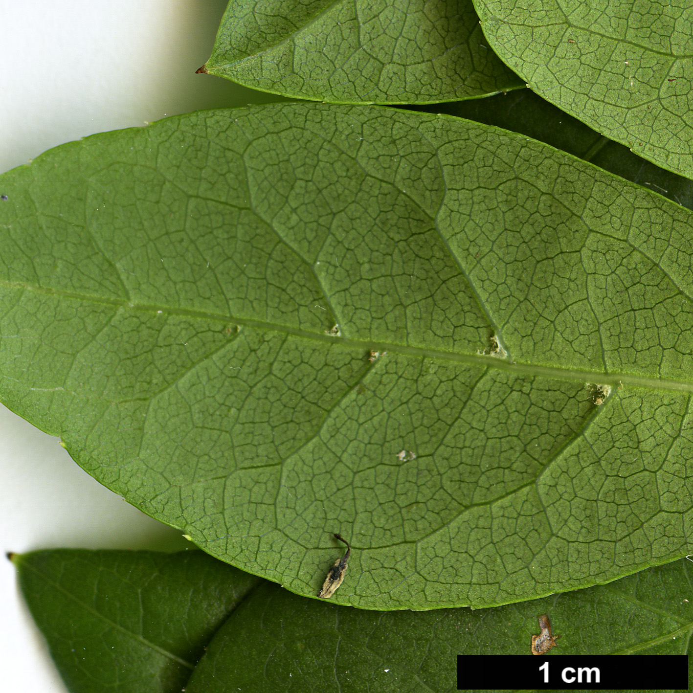 High resolution image: Family: Araliaceae - Genus: Eleutherococcus - Taxon: nodiflorus
