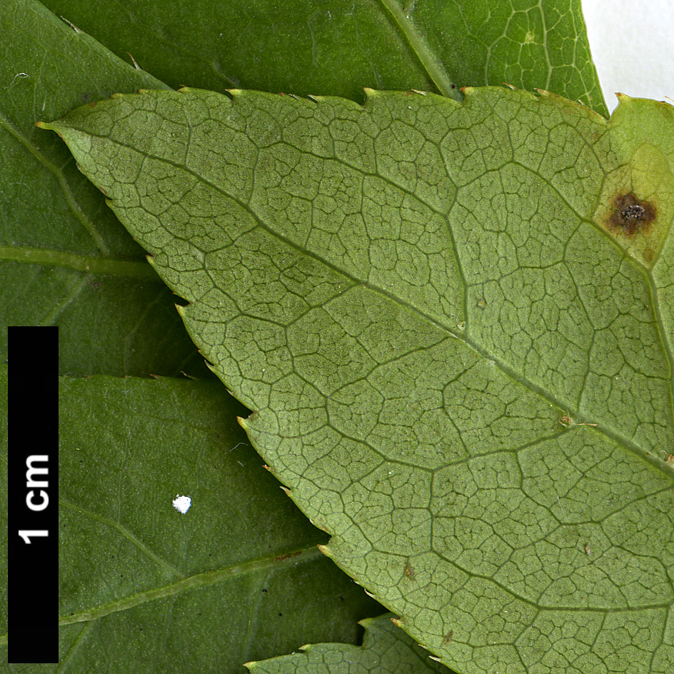 High resolution image: Family: Araliaceae - Genus: Eleutherococcus - Taxon: nodiflorus