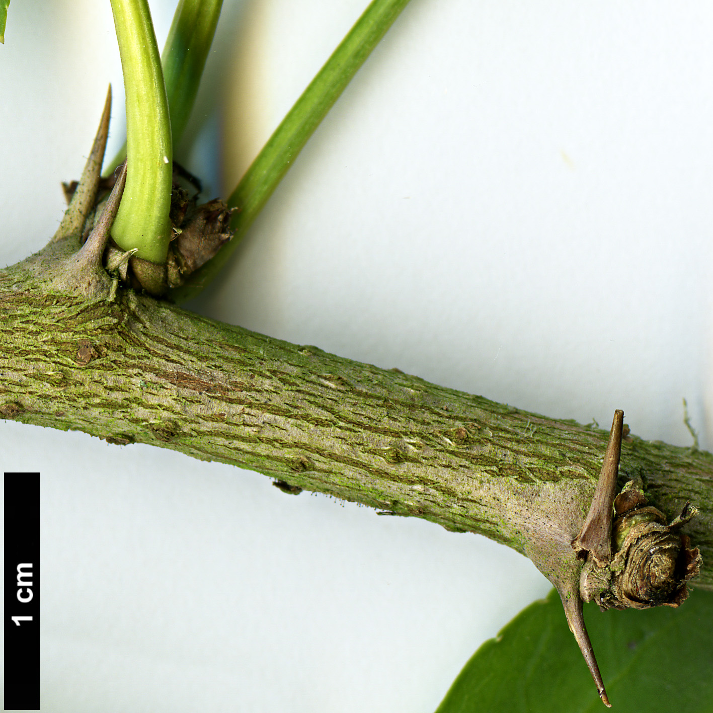 High resolution image: Family: Araliaceae - Genus: Eleutherococcus - Taxon: sieboldianus