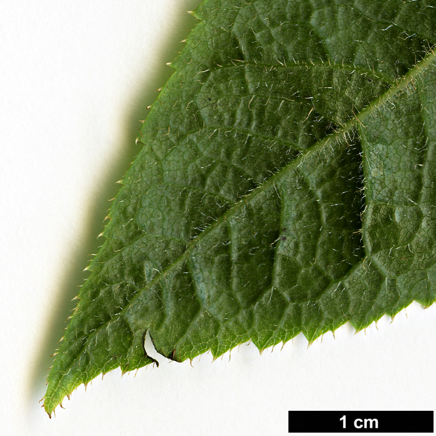 High resolution image: Family: Araliaceae - Genus: Eleutherococcus - Taxon: simonii