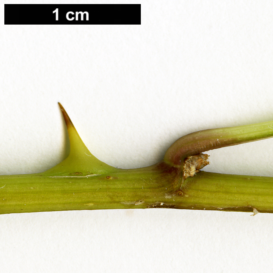 High resolution image: Family: Araliaceae - Genus: Eleutherococcus - Taxon: trifoliatus