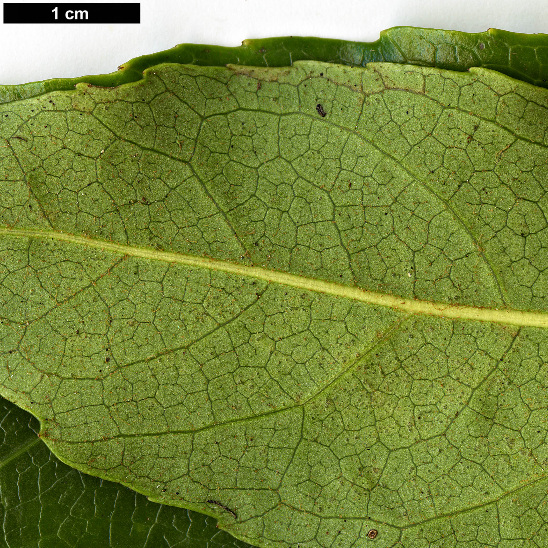 High resolution image: Family: Araliaceae - Genus: Fatsia - Taxon: japonica