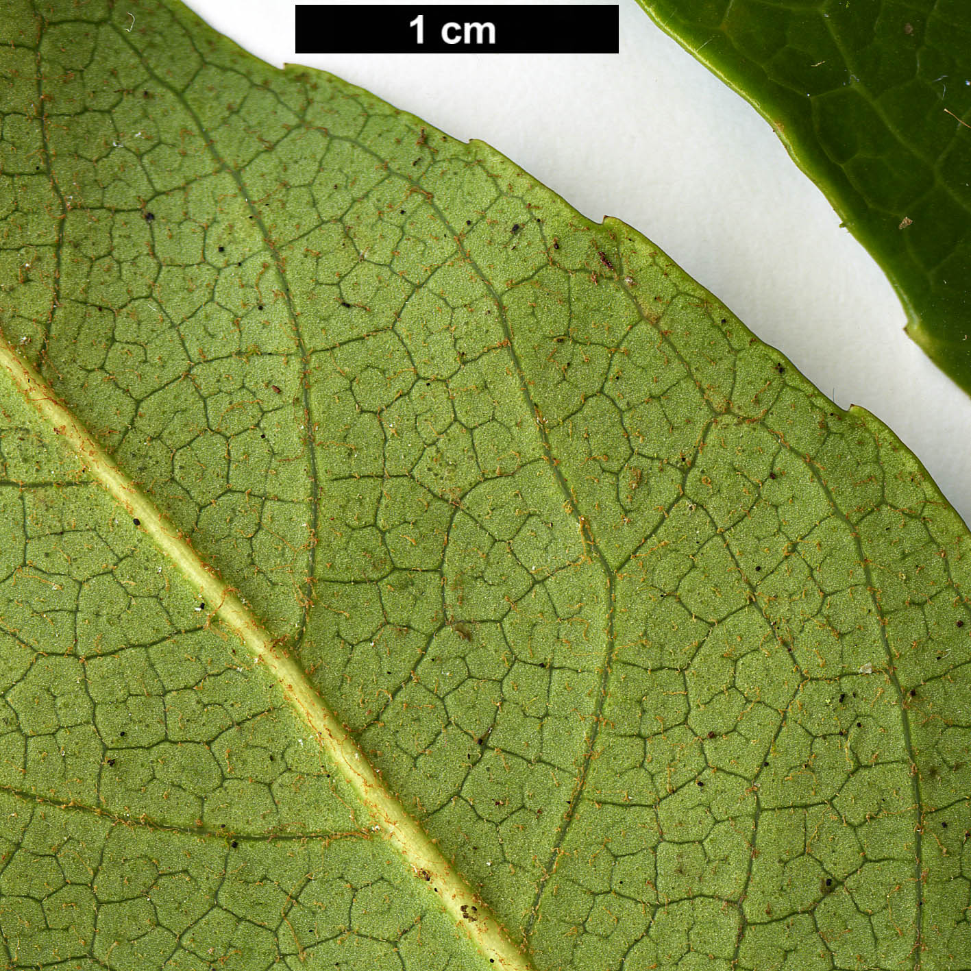 High resolution image: Family: Araliaceae - Genus: Fatsia - Taxon: japonica