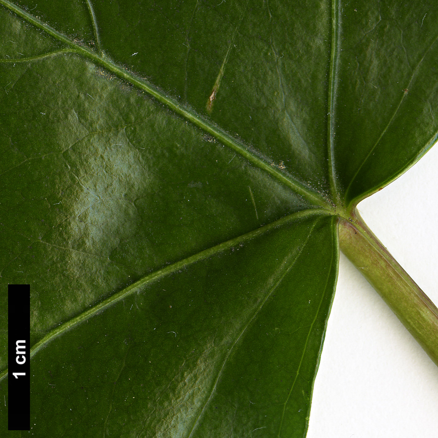 High resolution image: Family: Araliaceae - Genus: Hedera - Taxon: algeriensis