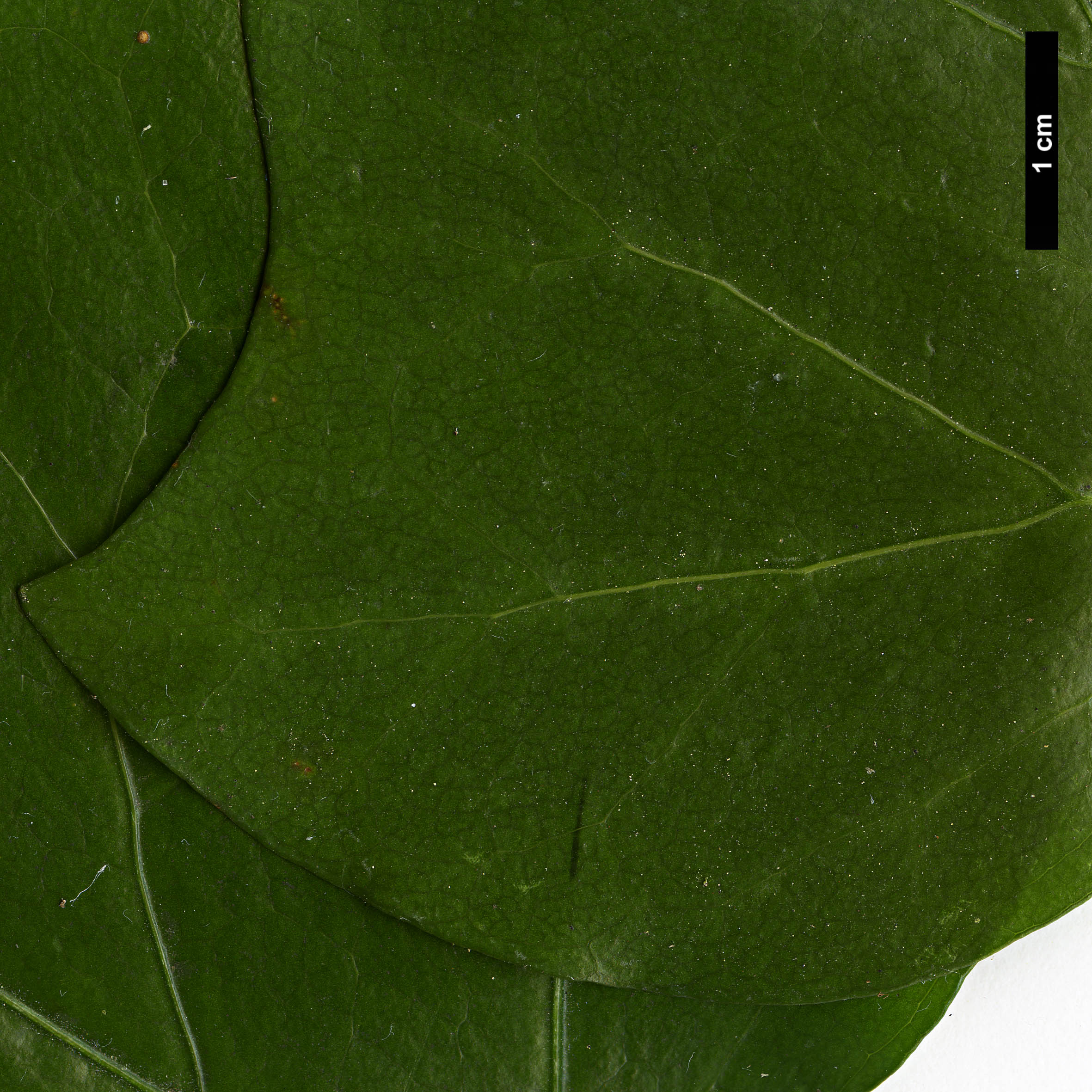 High resolution image: Family: Araliaceae - Genus: Hedera - Taxon: algeriensis