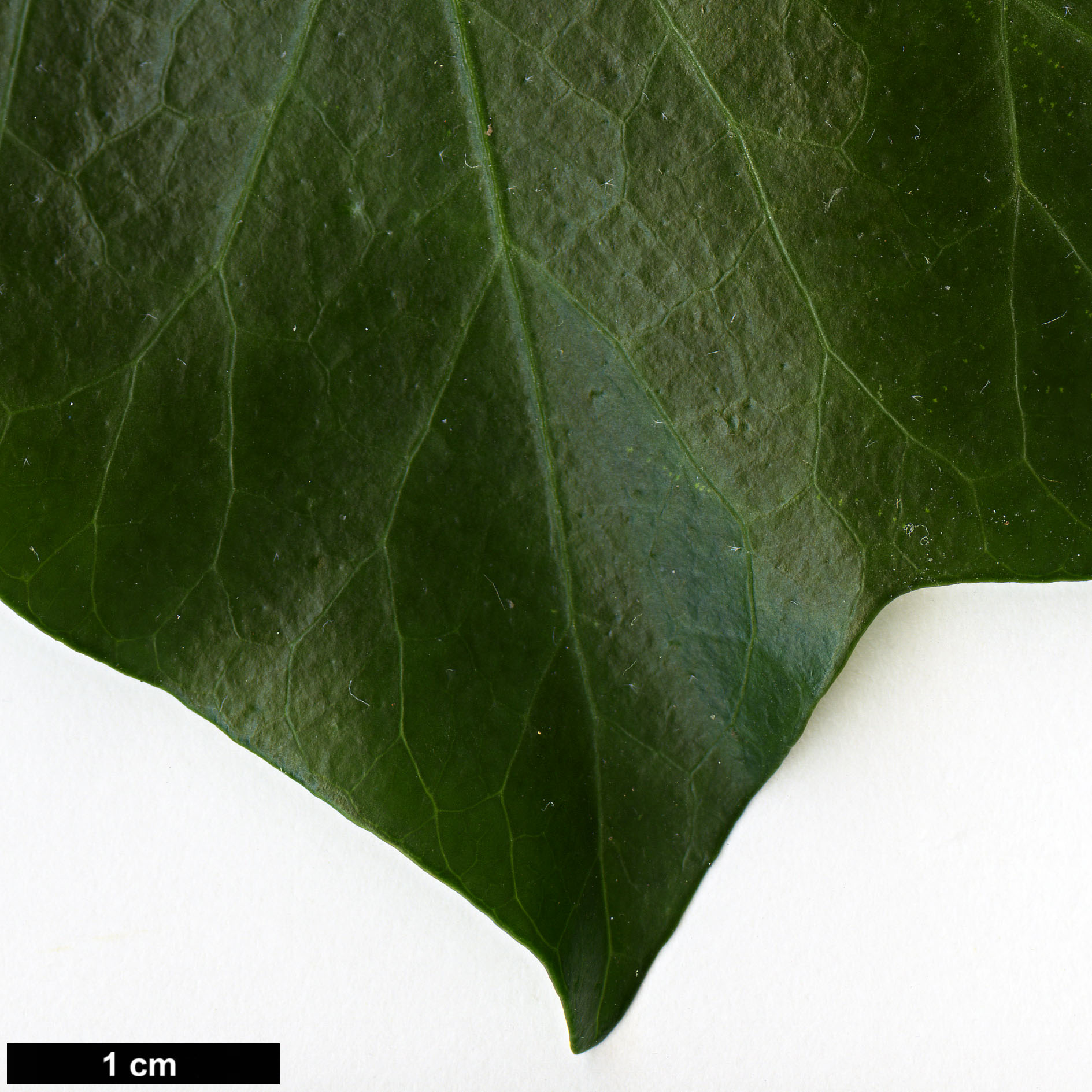 High resolution image: Family: Araliaceae - Genus: Hedera - Taxon: hibernica