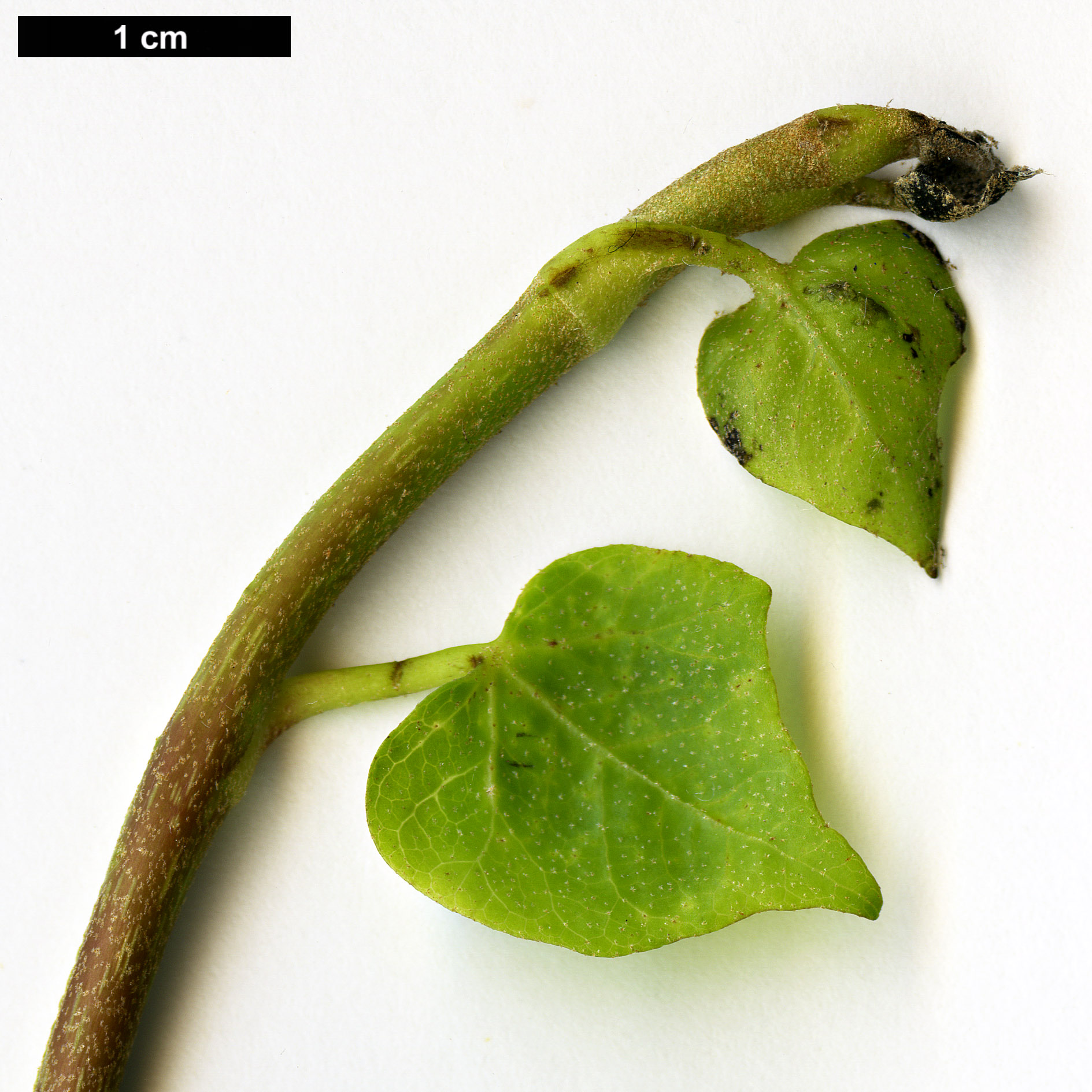 High resolution image: Family: Araliaceae - Genus: Hedera - Taxon: iberica