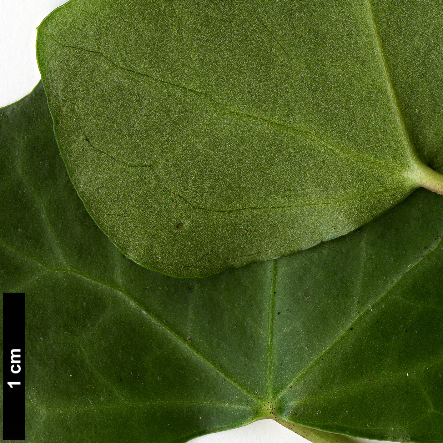 High resolution image: Family: Araliaceae - Genus: Hedera - Taxon: maderensis