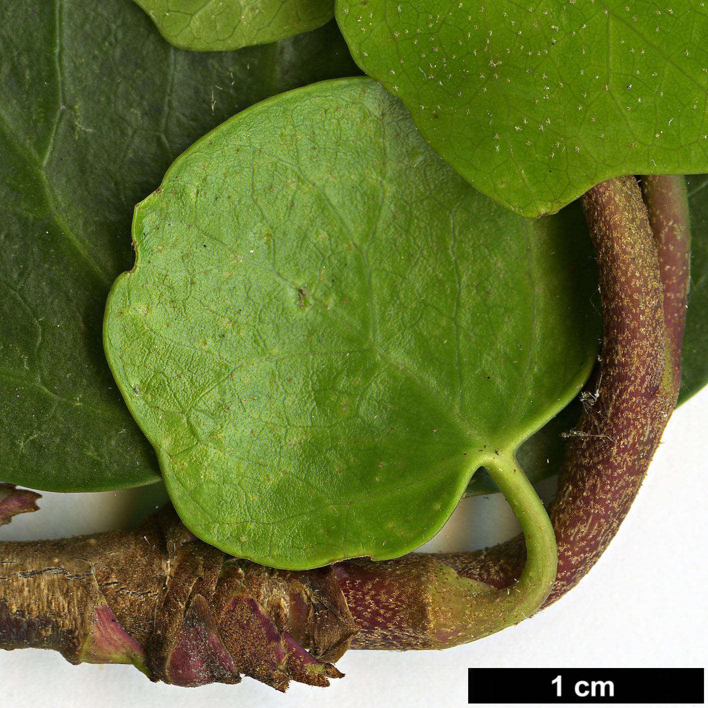 High resolution image: Family: Araliaceae - Genus: Hedera - Taxon: maroccana