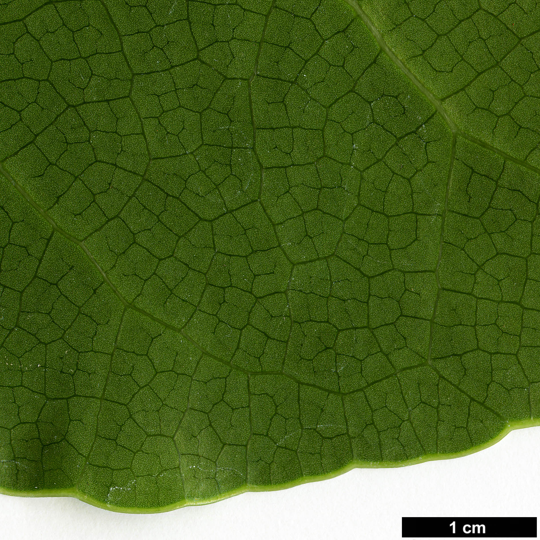 High resolution image: Family: Araliaceae - Genus: Meryta - Taxon: sinclairii
