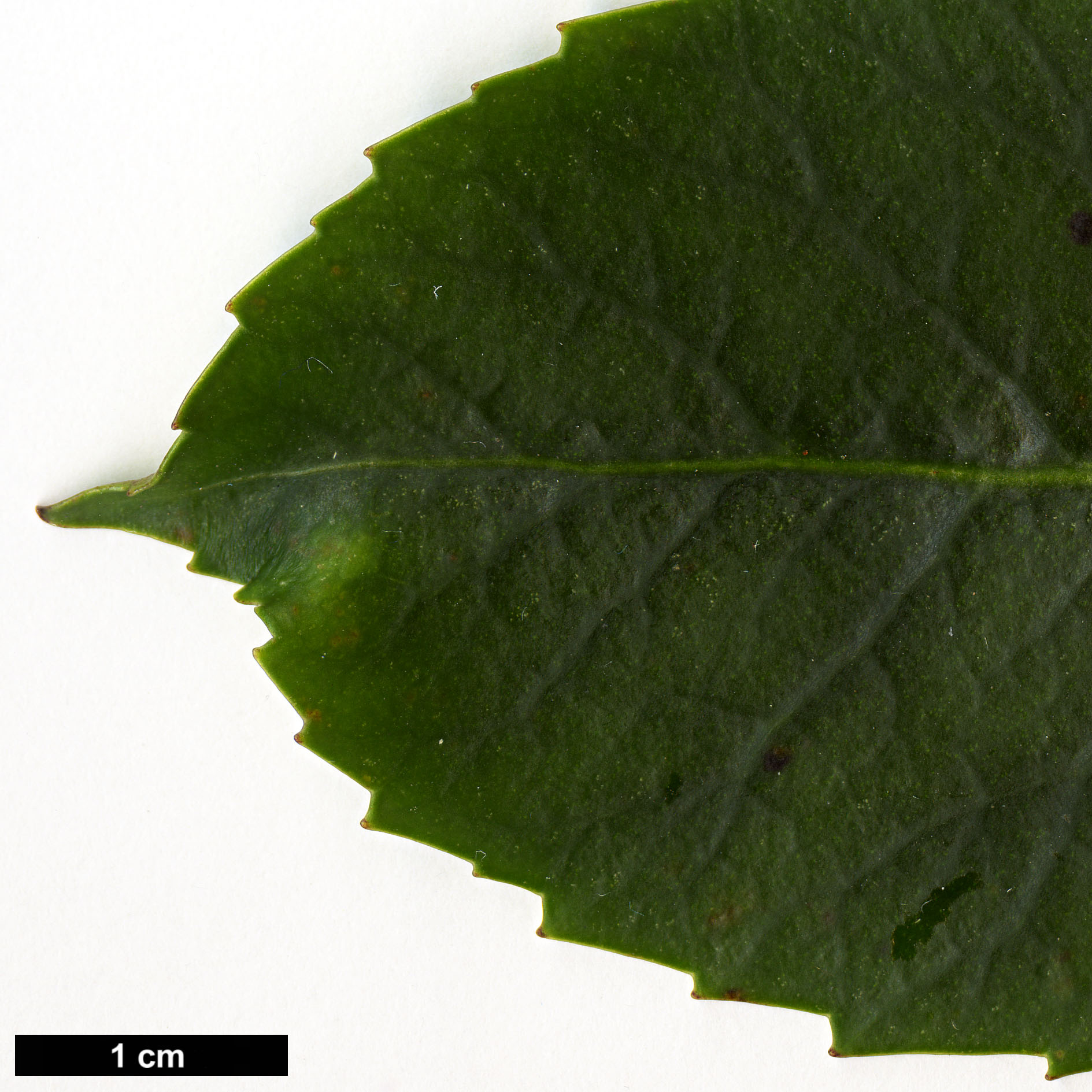 High resolution image: Family: Araliaceae - Genus: Neopanax - Taxon: colensoi