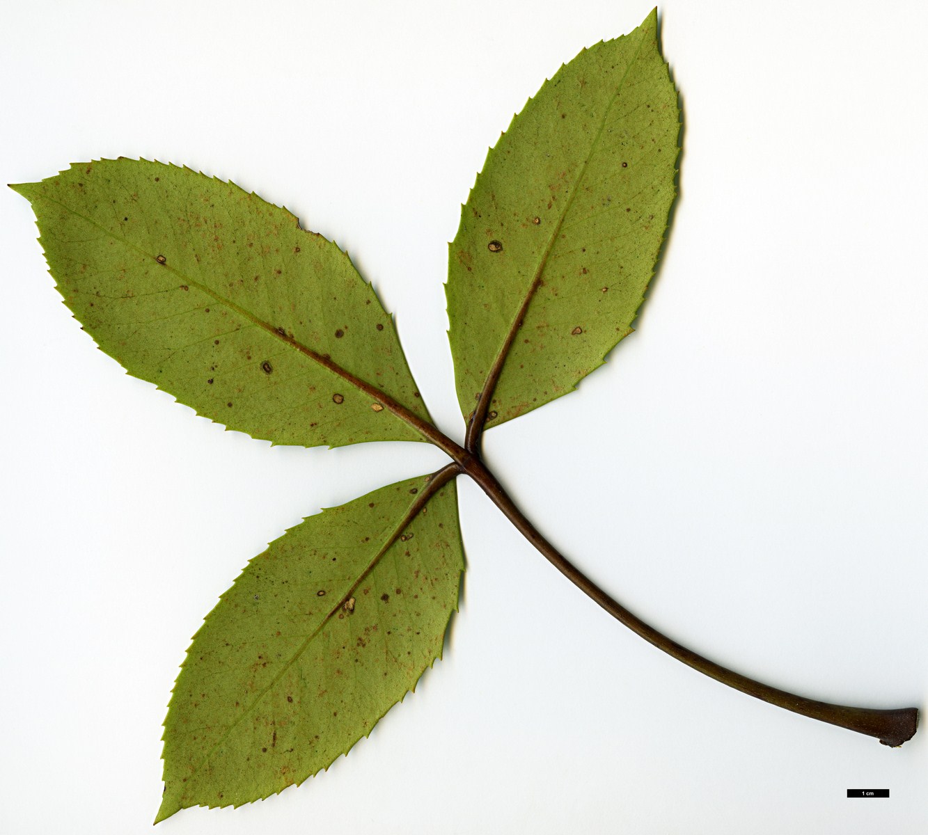 High resolution image: Family: Araliaceae - Genus: Neopanax - Taxon: colensoi
