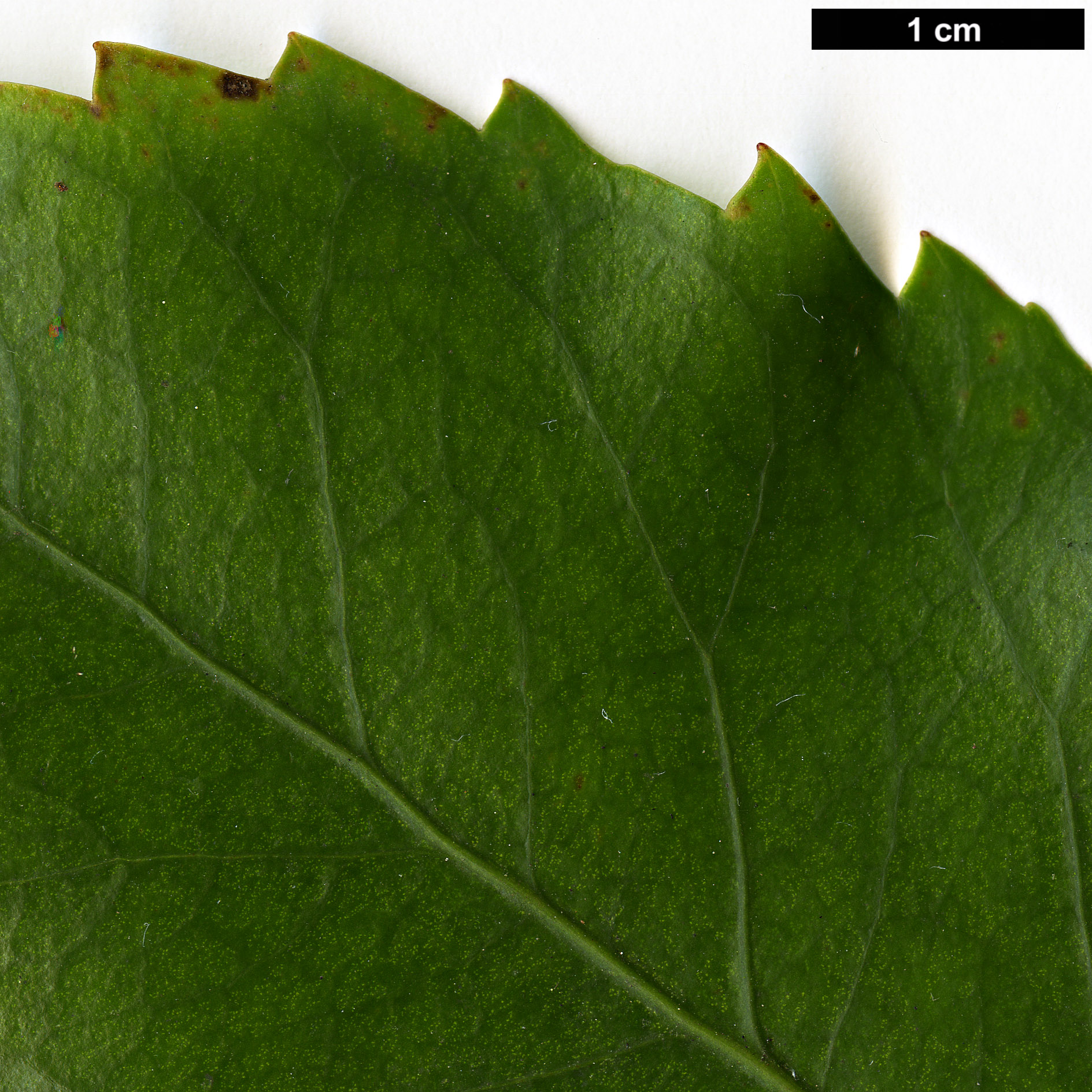 High resolution image: Family: Araliaceae - Genus: Neopanax - Taxon: laetus