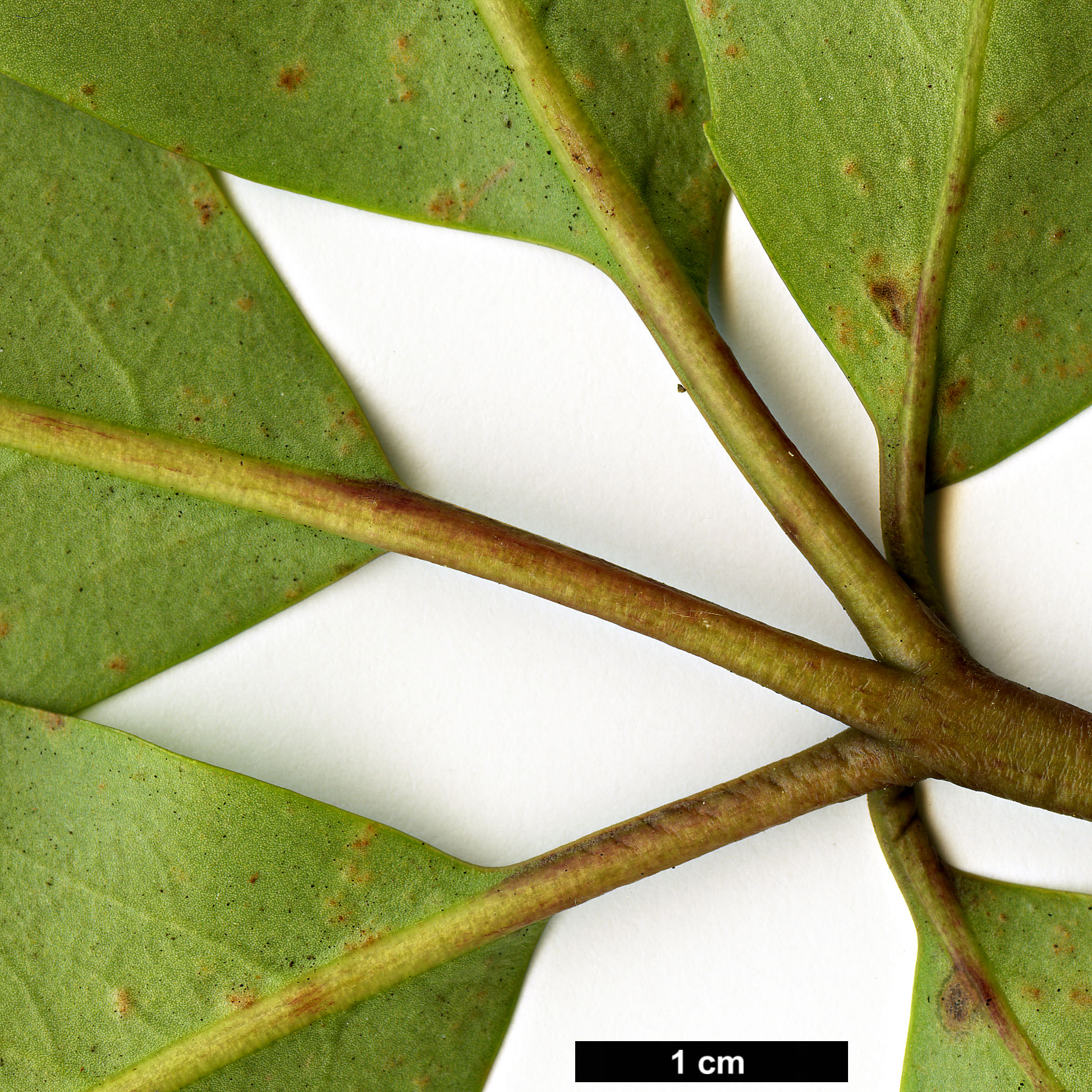 High resolution image: Family: Araliaceae - Genus: Neopanax - Taxon: laetus