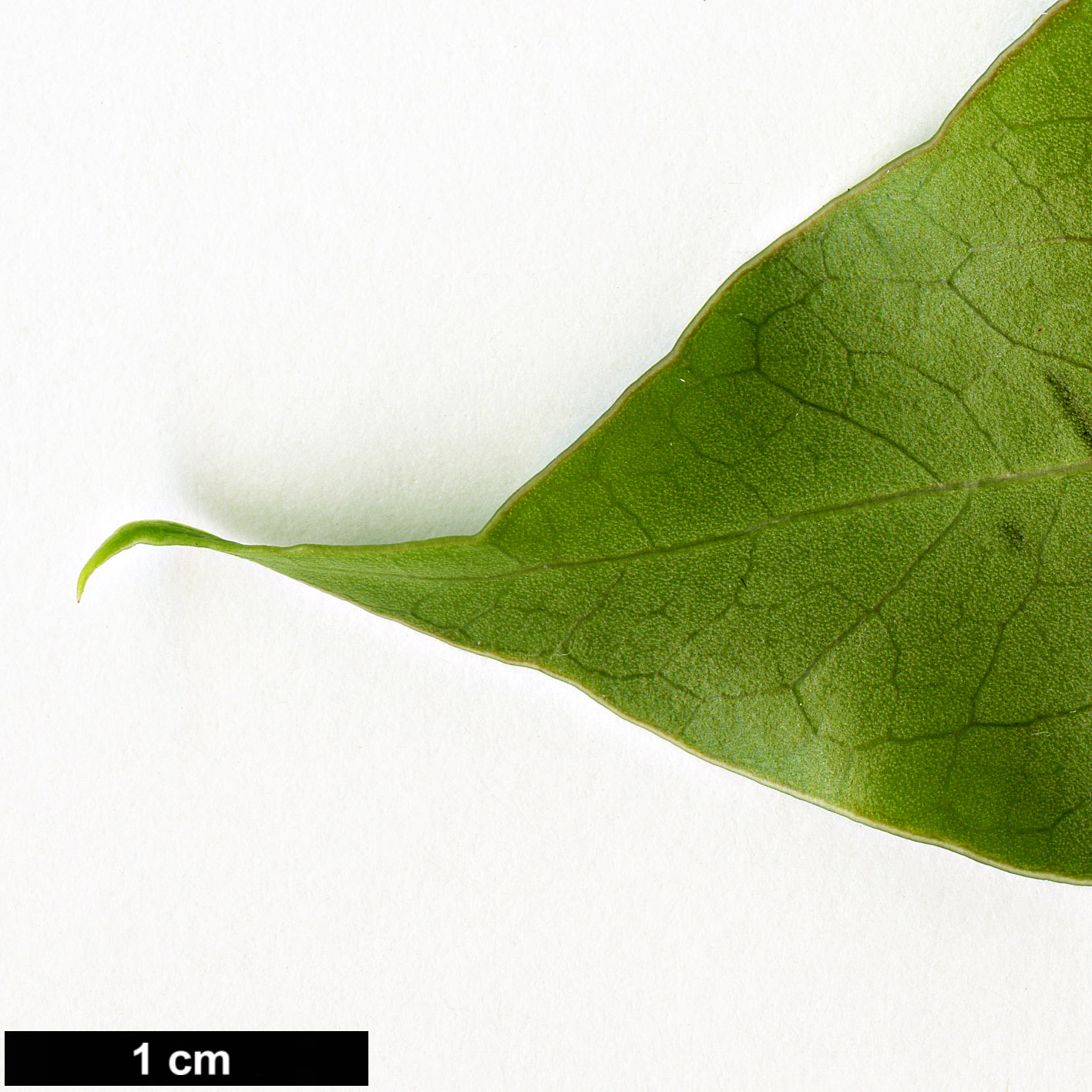 High resolution image: Family: Araliaceae - Genus: Oreopanax - Taxon: capitatus