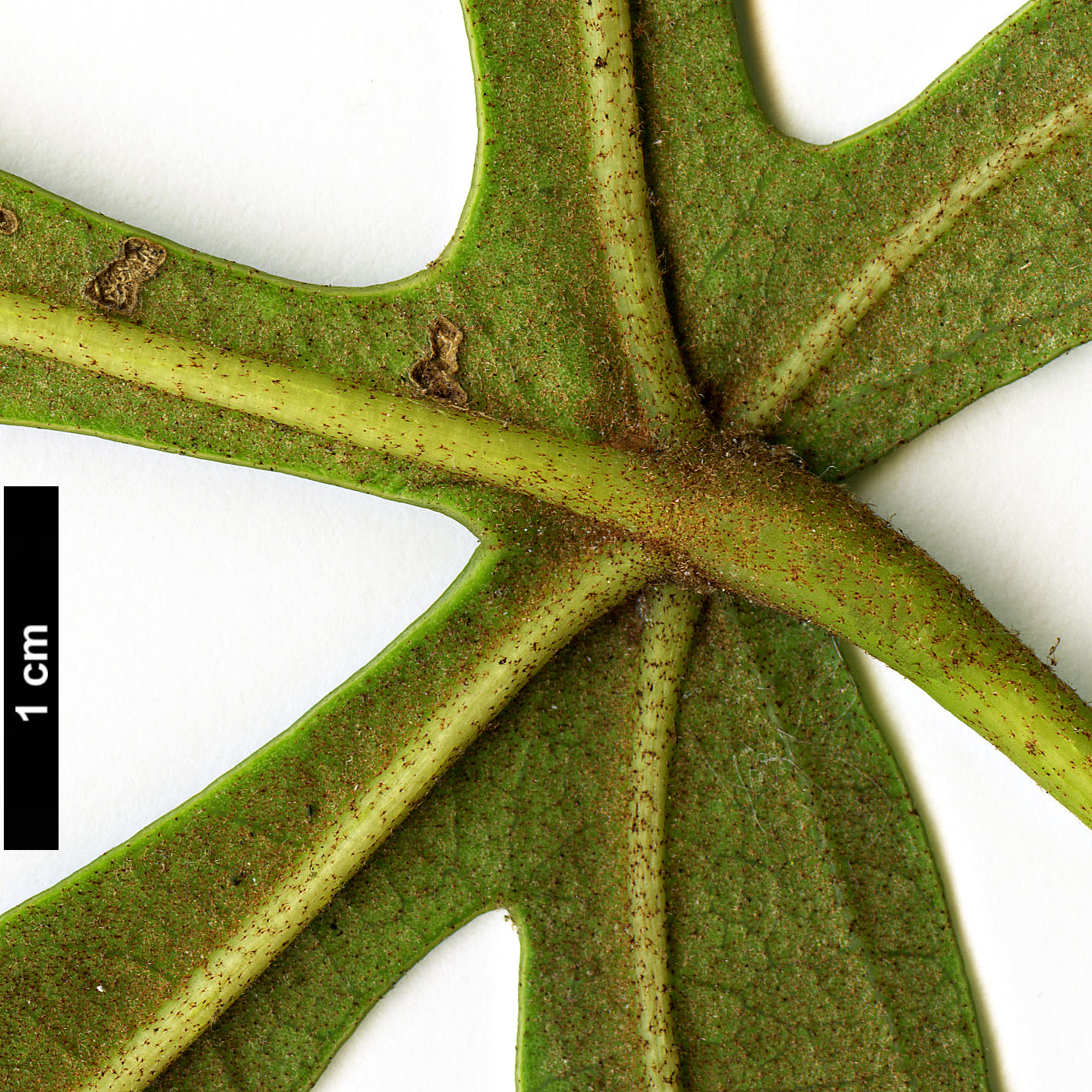 High resolution image: Family: Araliaceae - Genus: Oreopanax - Taxon: dactylifolius
