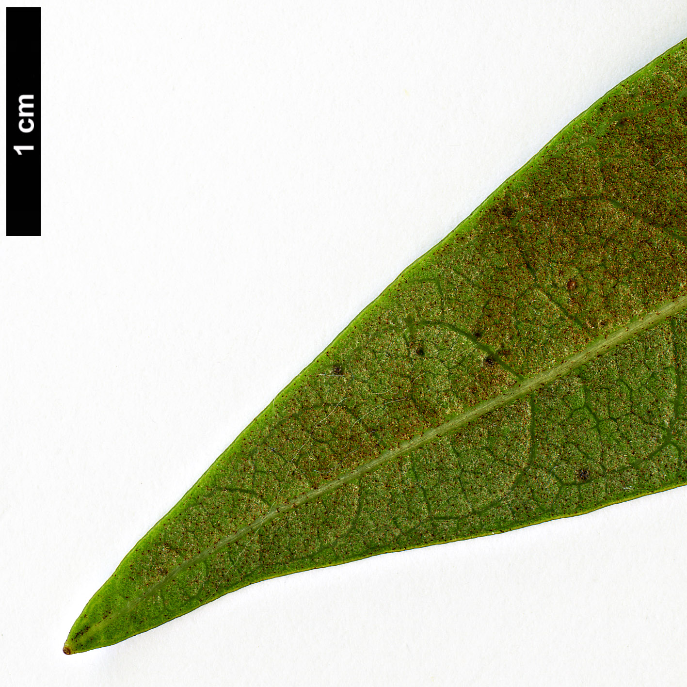 High resolution image: Family: Araliaceae - Genus: Oreopanax - Taxon: dactylifolius