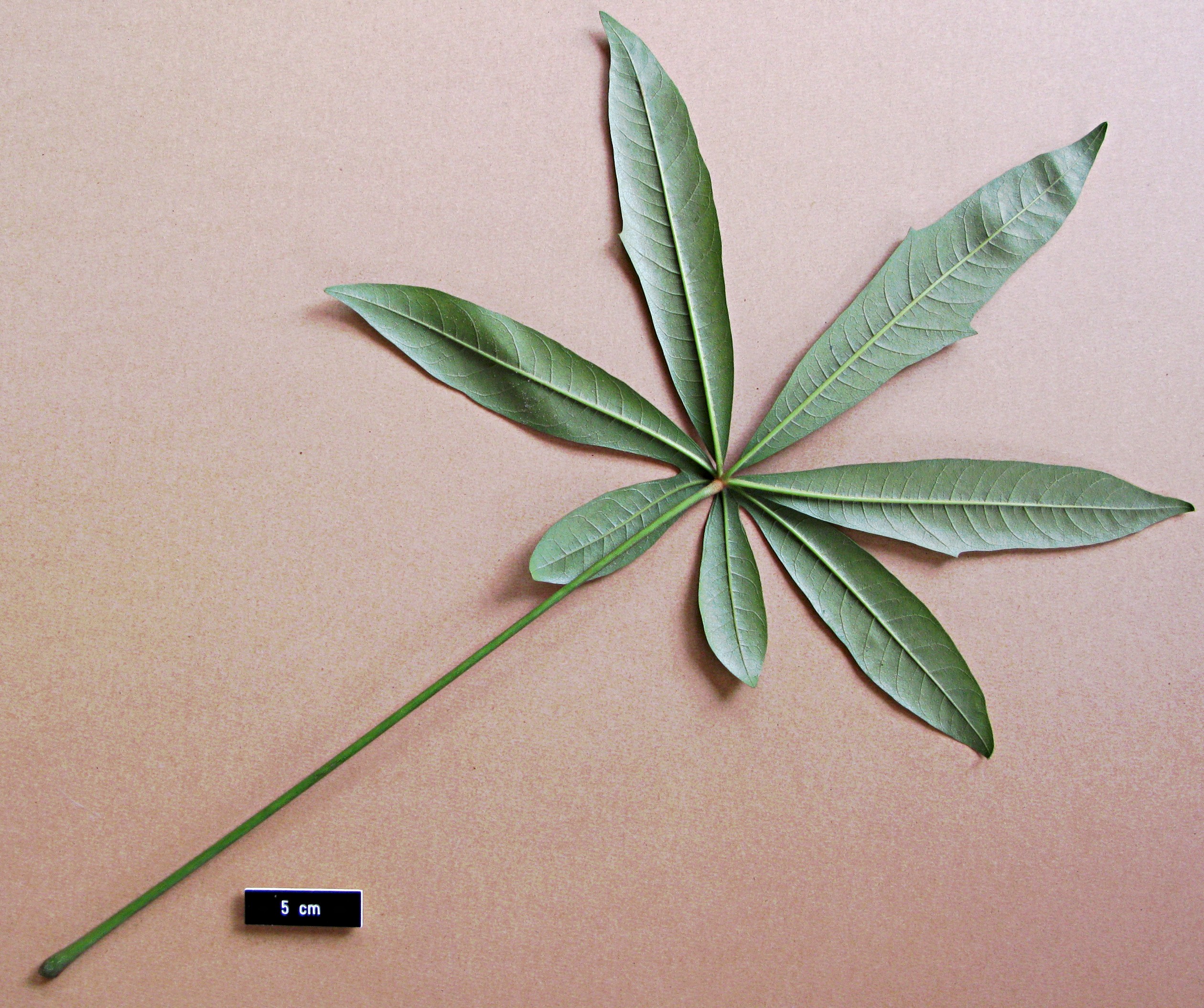 High resolution image: Family: Araliaceae - Genus: Oreopanax - Taxon: epremesnilianus